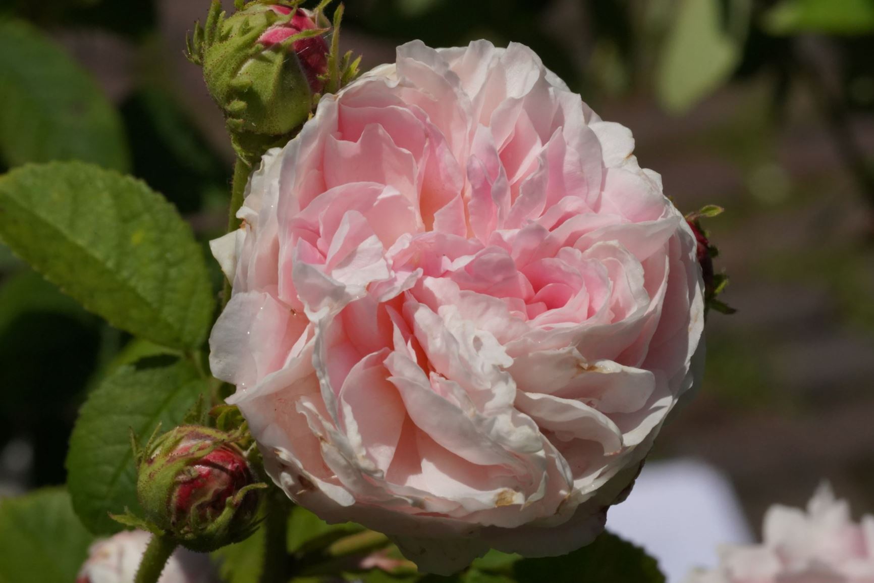 Rosa 'Belle Isis'