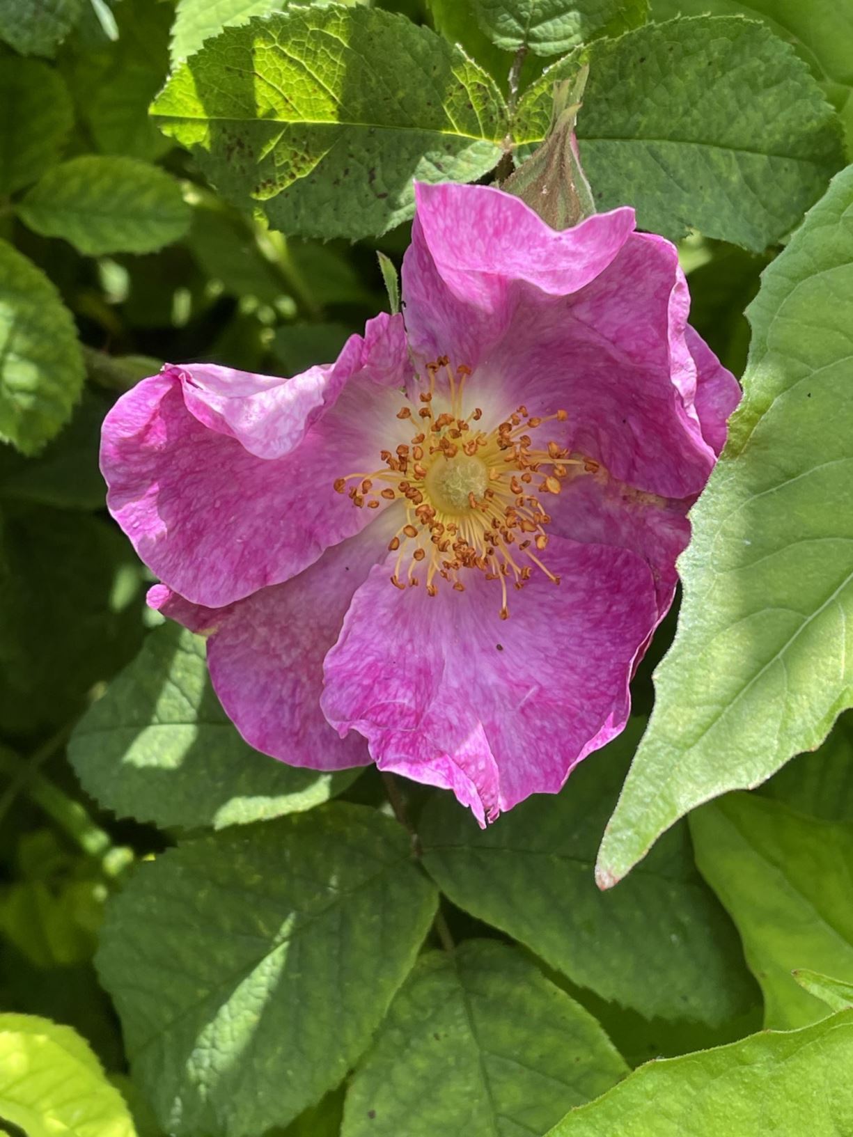 Rosa gallica var. pumila - Franse Roos