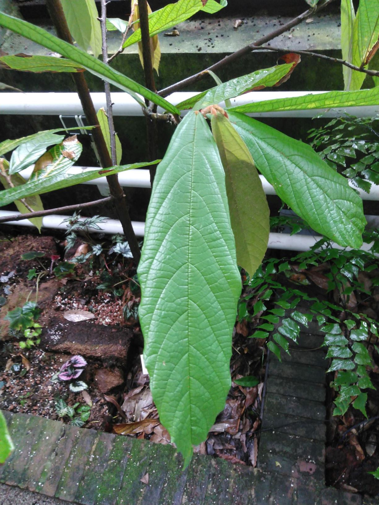 Theobroma grandiflorum - Cupuacu