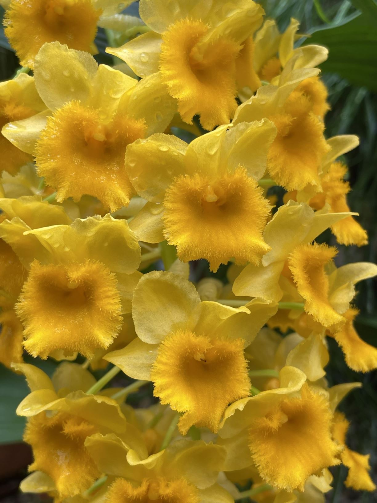 Dendrobium densiflorum - Pineapple orchid