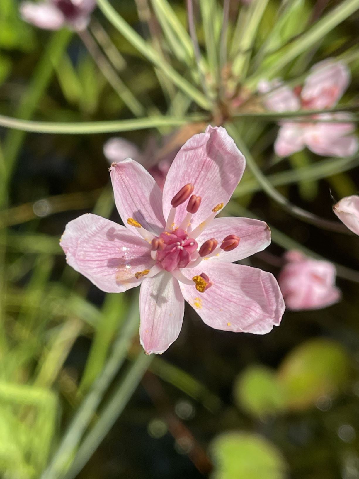 Butomus umbellatus - Zwanenbloem, Flowering rush, Schwanenblume