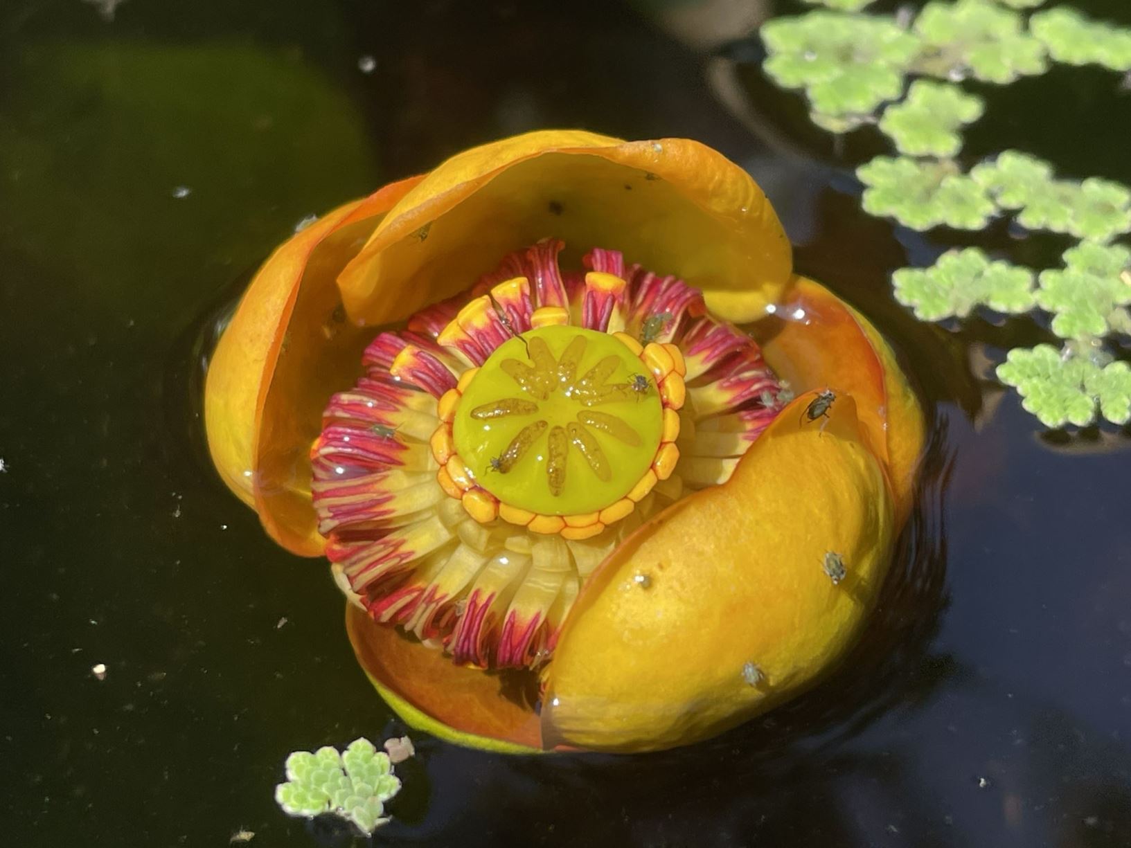 Nuphar lutea - Gele plomp, Yellow waterlily