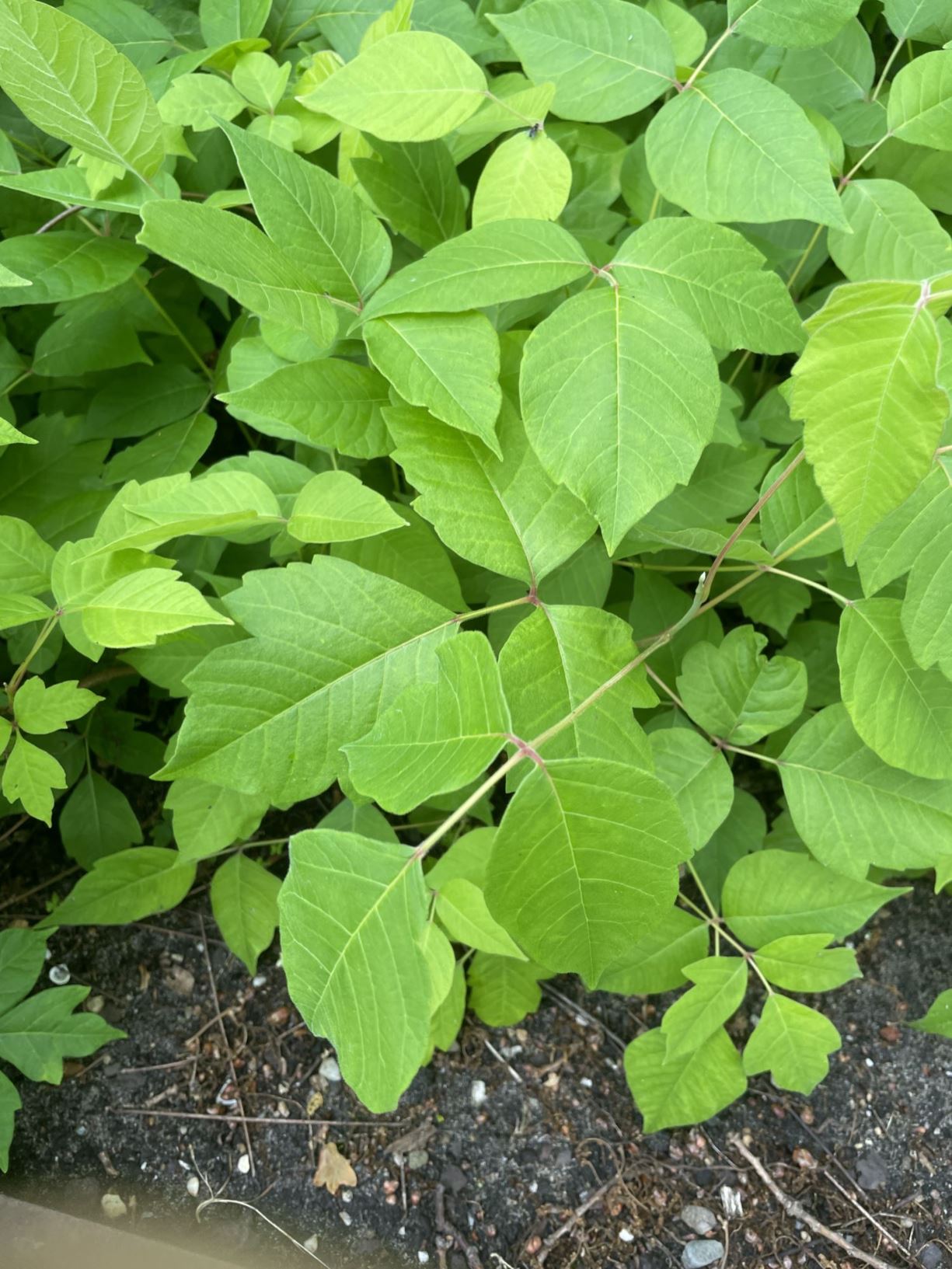 Rhus radicans - Gifsumak, Poison ivy, Markweed, Poison mercury