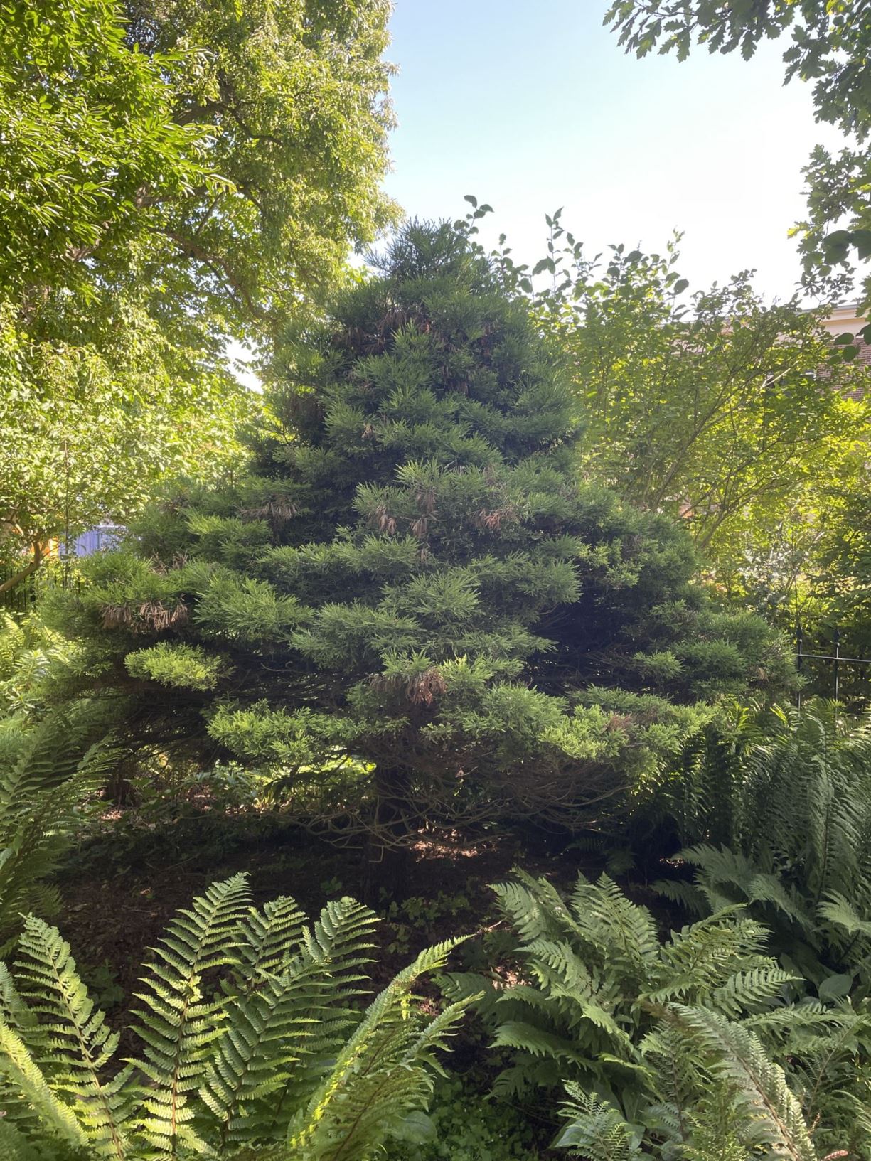 Sequoiadendron giganteum 'Pygmaeum'