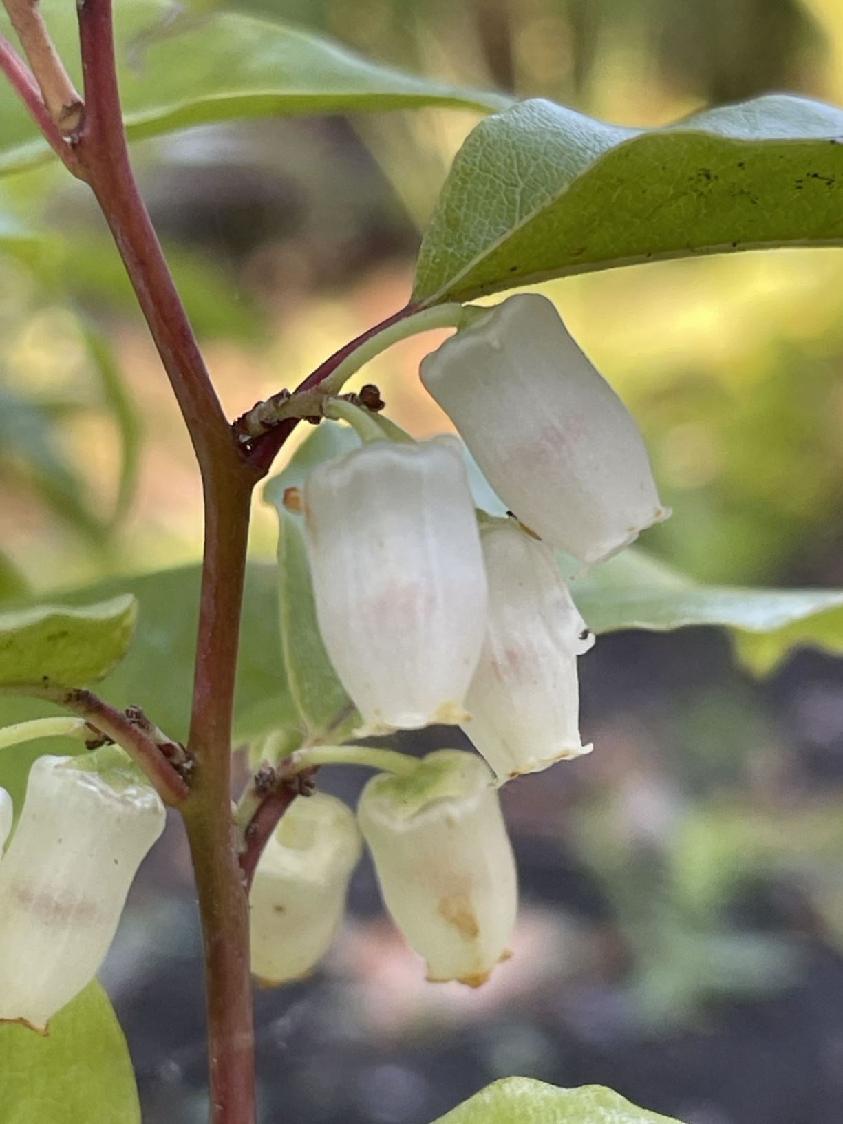 Agarista populifolia - Florida Hobblebush