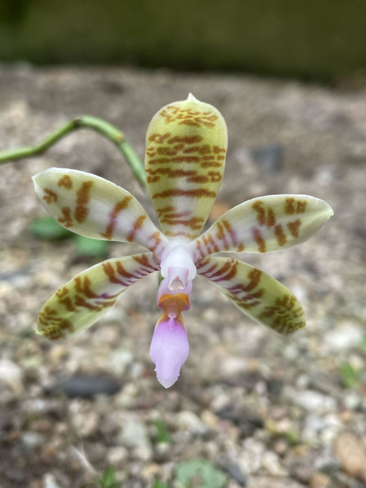 Phalaenopsis fasciata