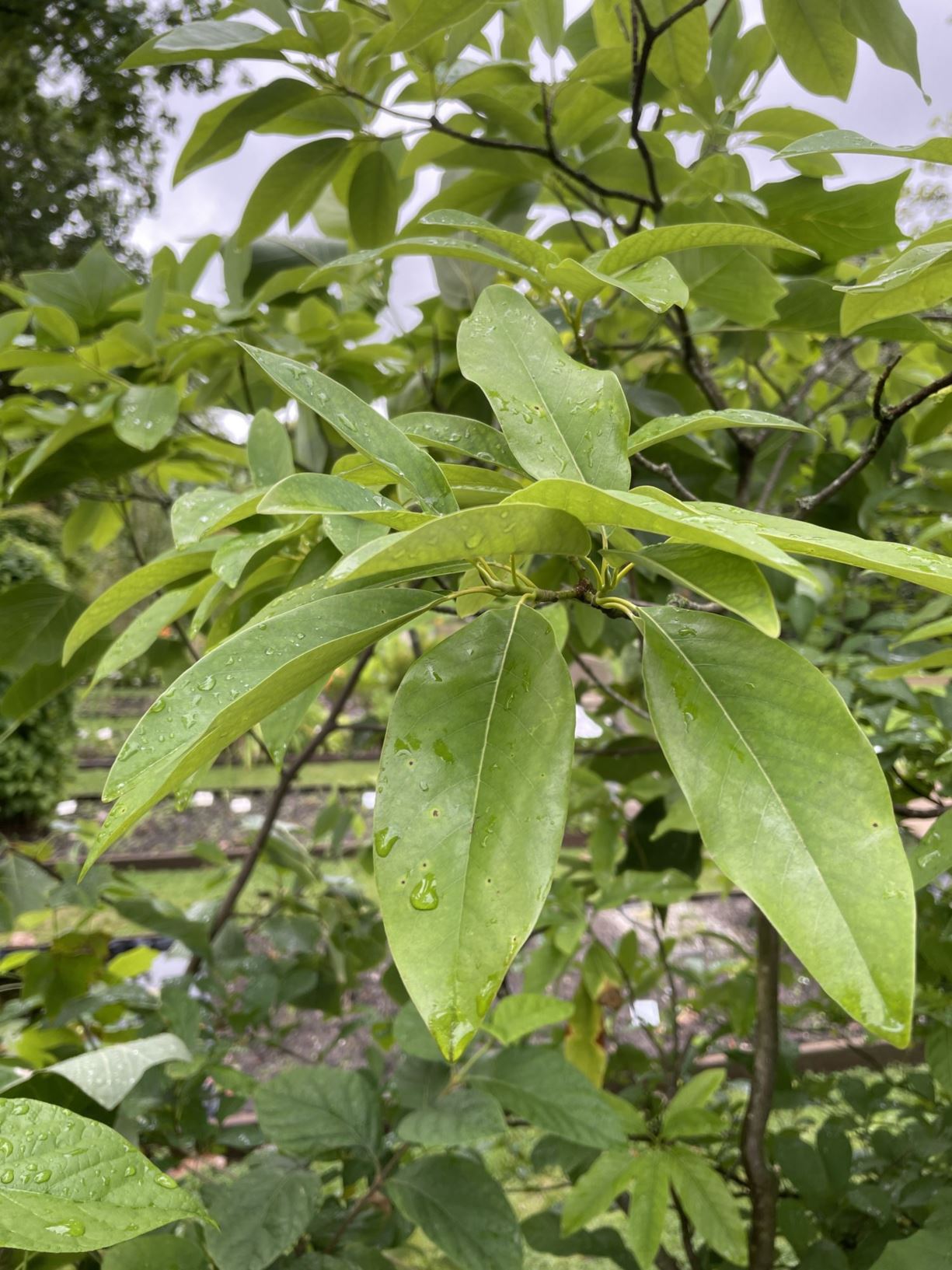 Magnolia virginiana - Moerasmagnolia, Swamp bay, magnolia de Virginie