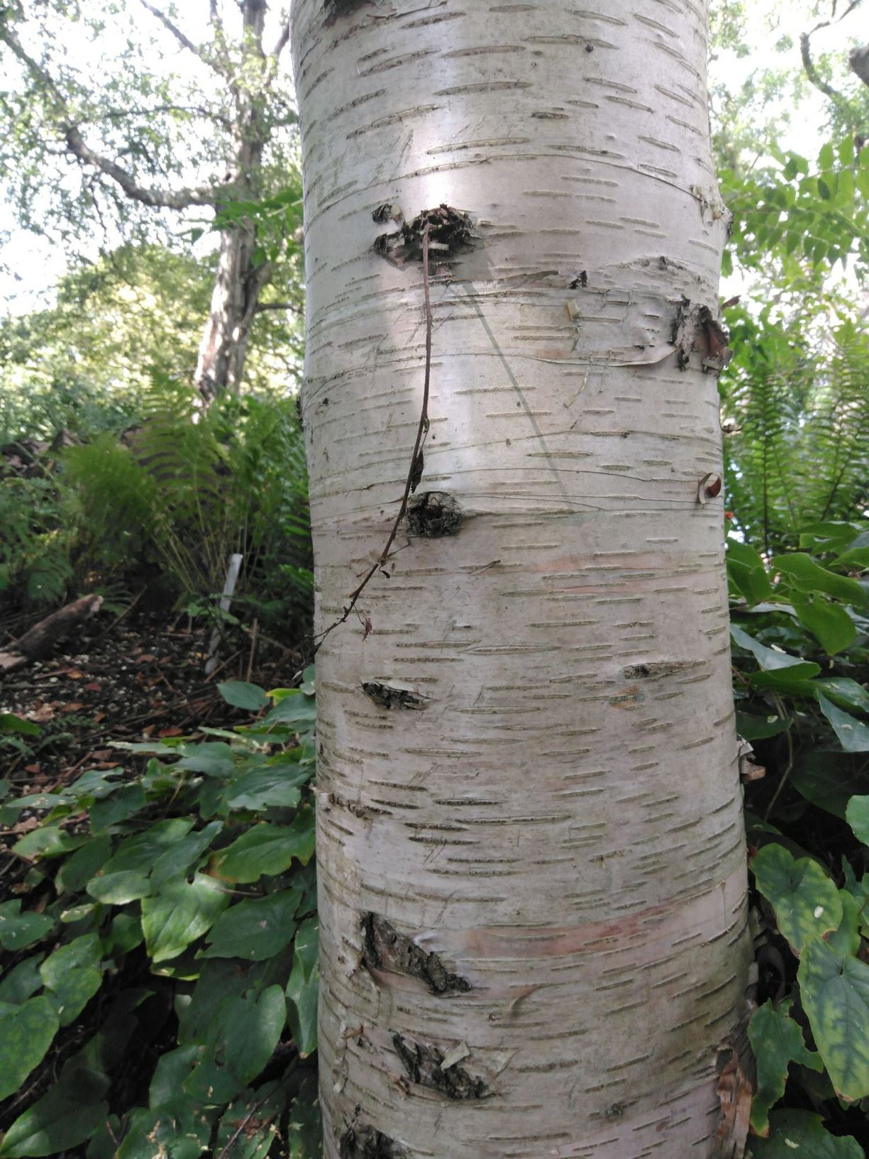 Betula ermanii var. japonica