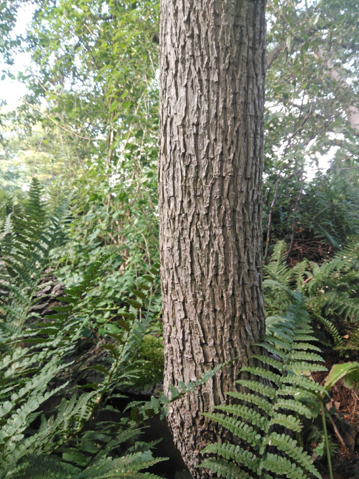Ehretia acuminata - Kodo wood