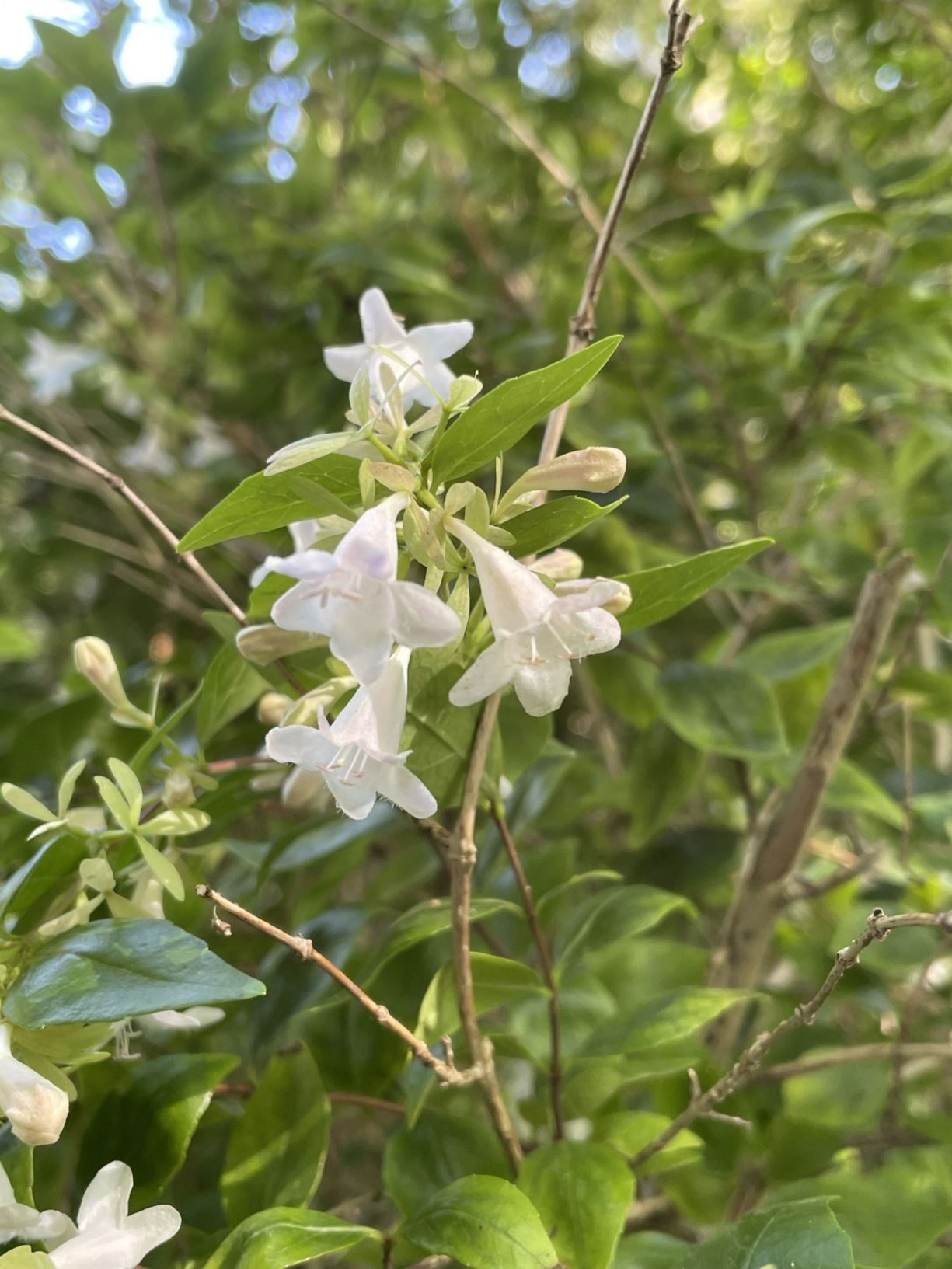 Abelia × grandiflora - 大花糯米条 da hua nuo mi tiao
