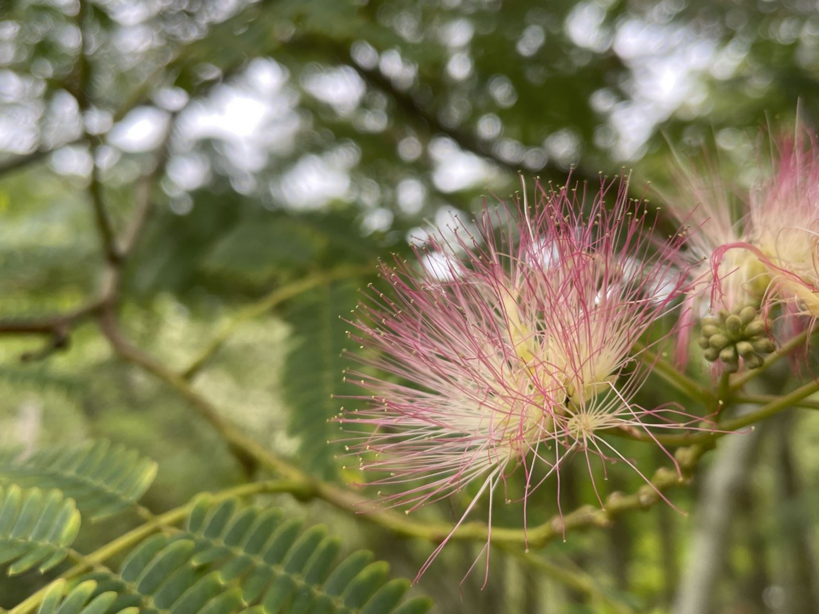 Albizia julibrissin var. rosea - Perzische slaapboom, Zijdeacacia, Silk tree, 合欢 he huan
