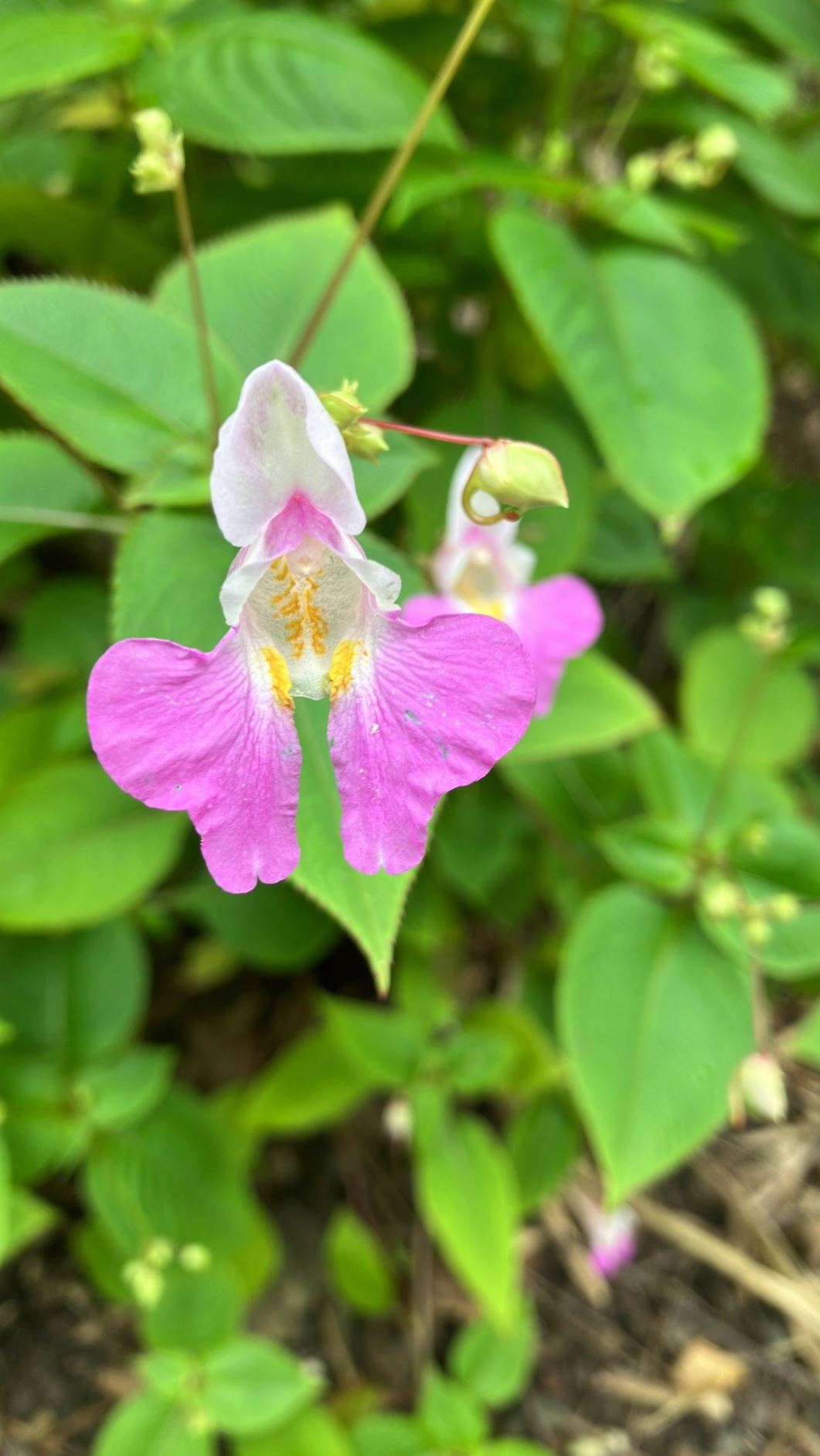 Impatiens balfourii - Tweekleurig springzaad, Balfour's touch-me-not, Kashmir balsam, poor man's orchid
