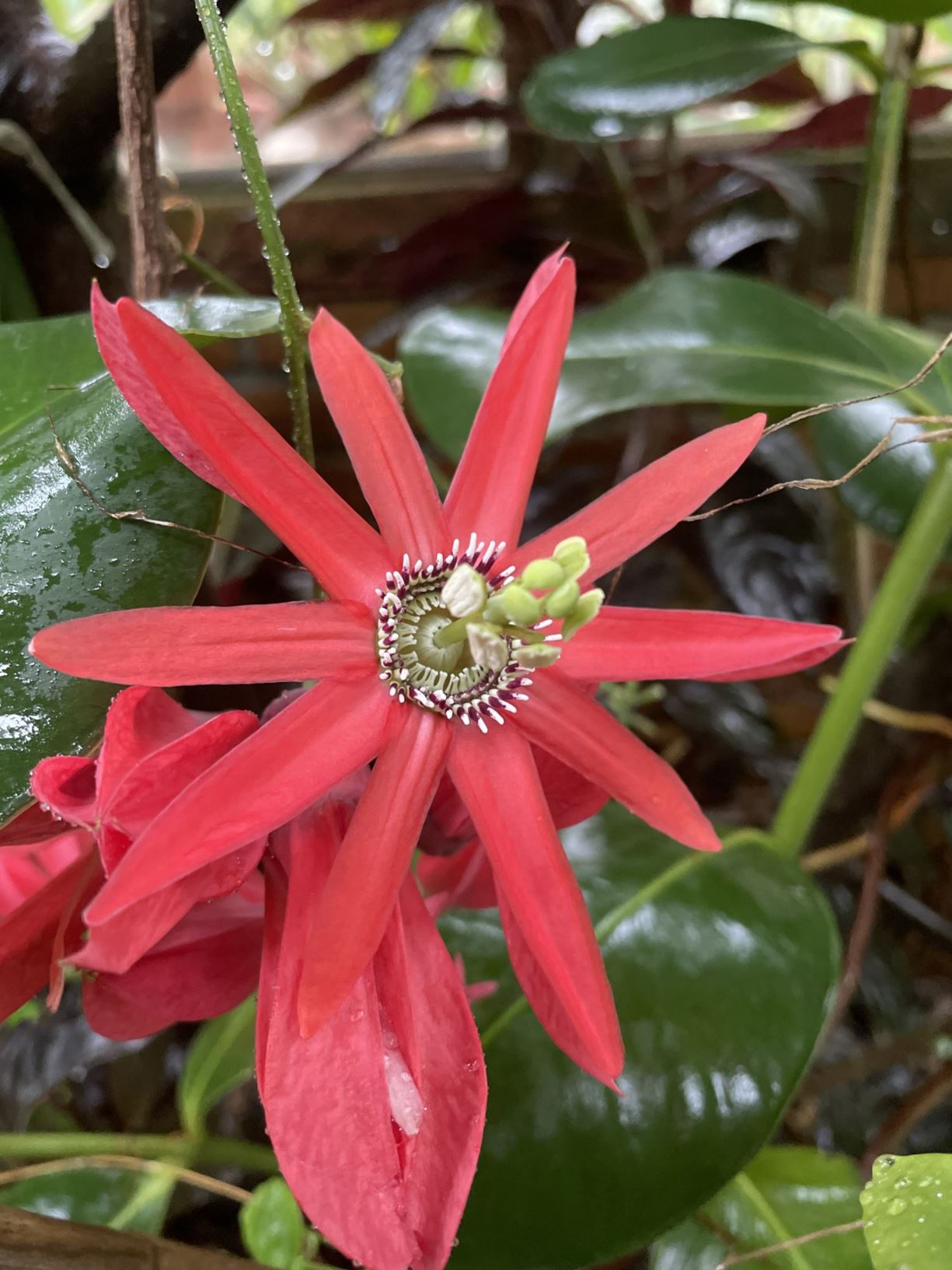 Passiflora princeps - Red passion flower
