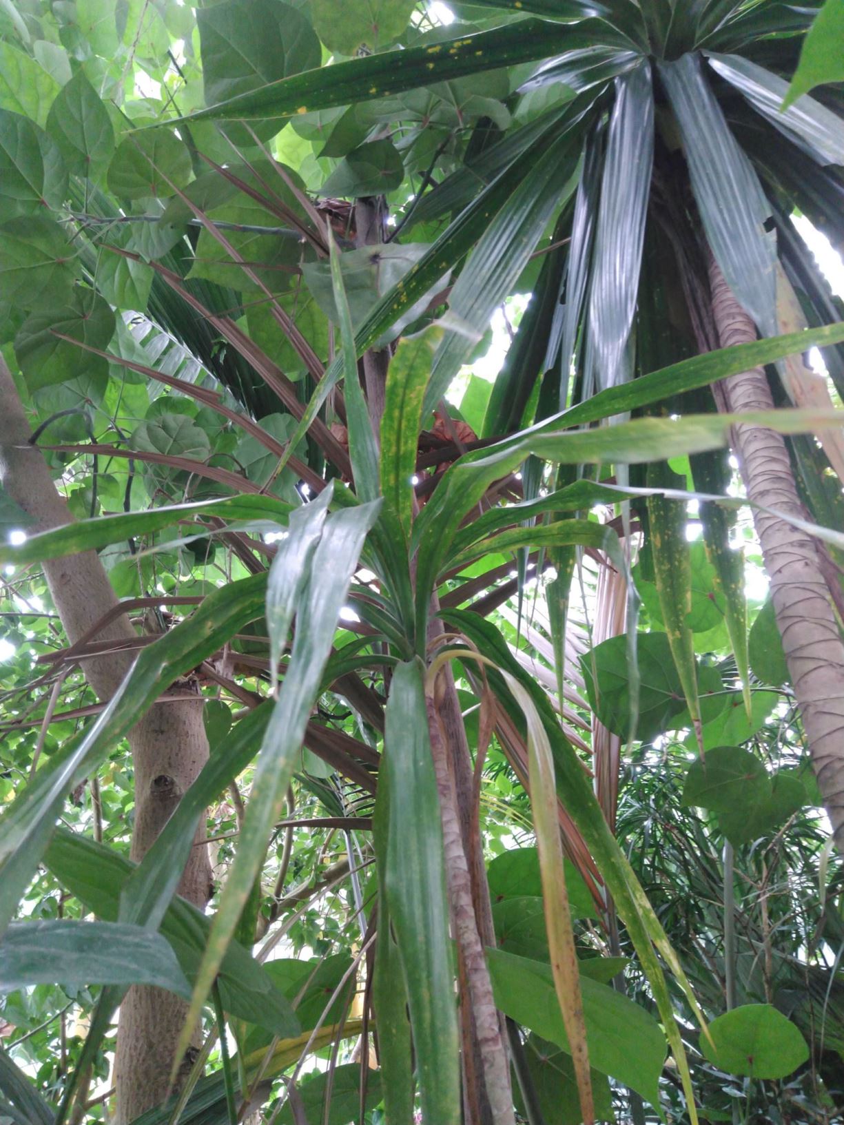 Dracaena sanderiana - Geluksbamboe, Lucky bamboo