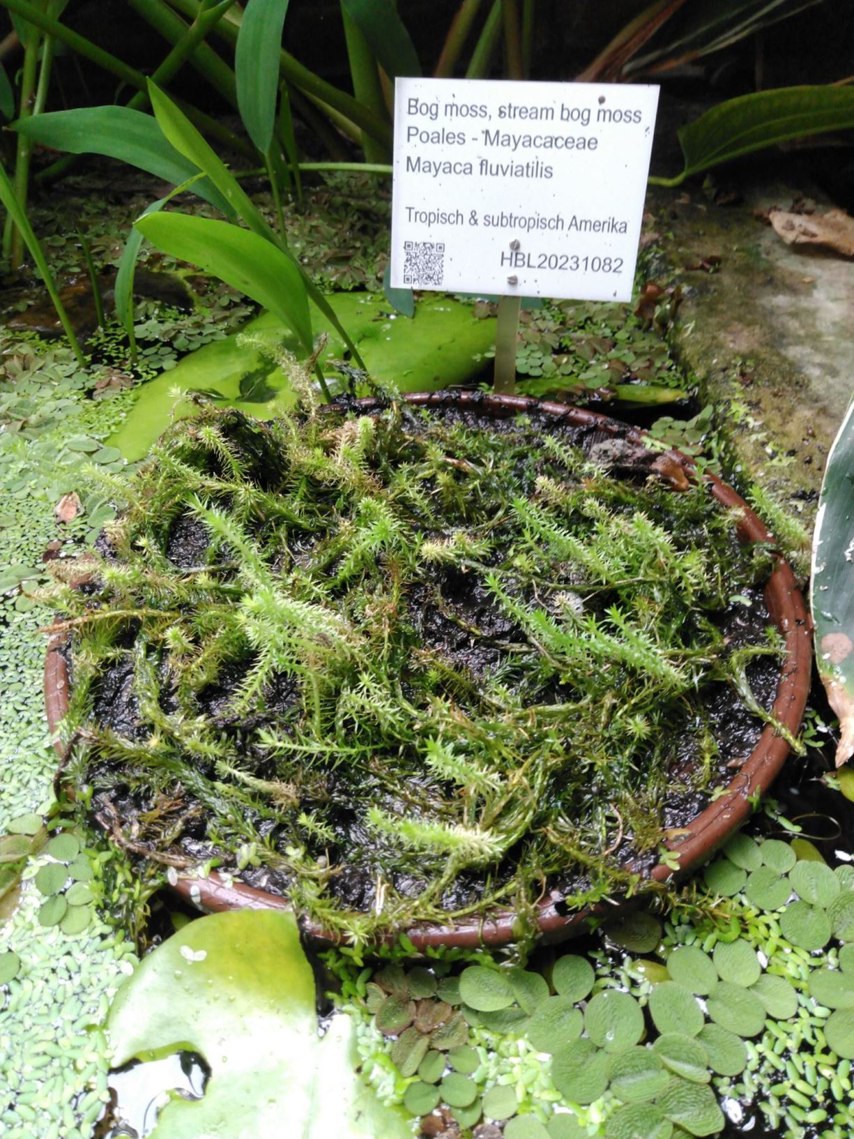 Mayaca fluviatilis - Bog moss, stream bog moss