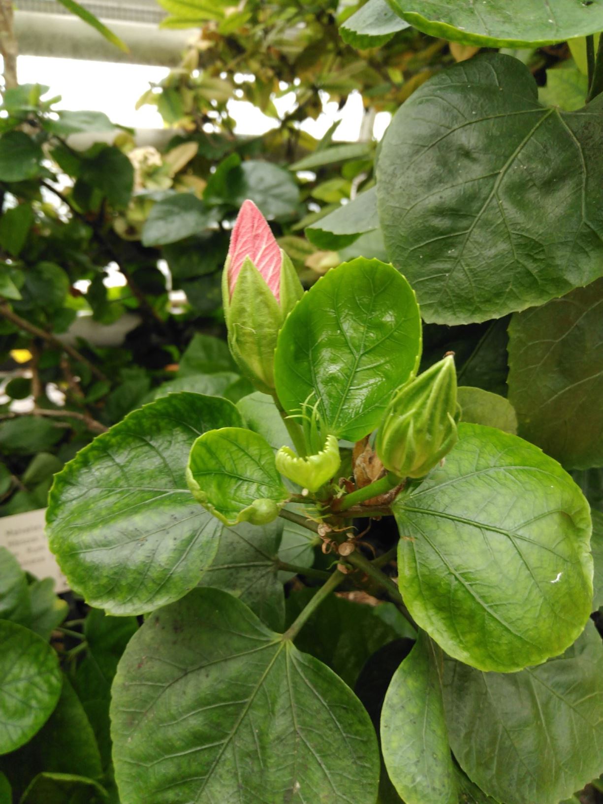 Hibiscus rosa-sinensis 'Rum Runner'