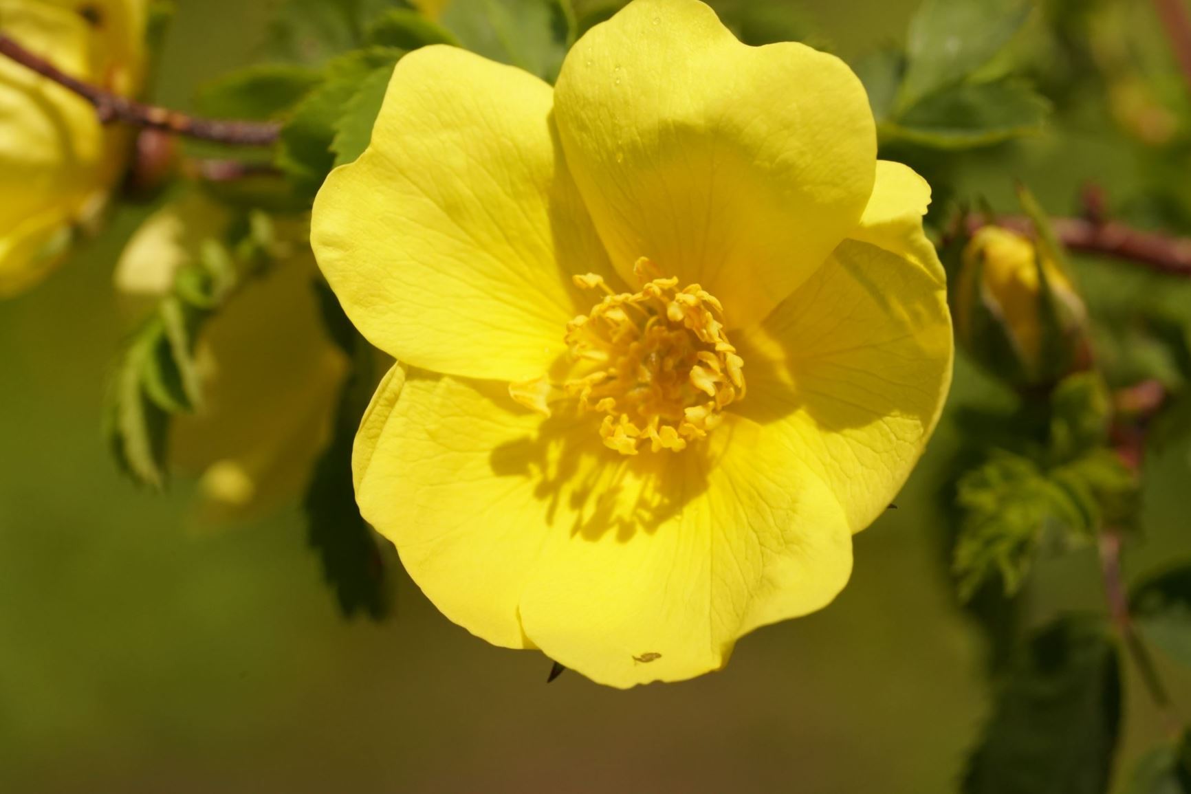 Rosa foetida - Gele roos, Austrian Briar, Austrian Yellow