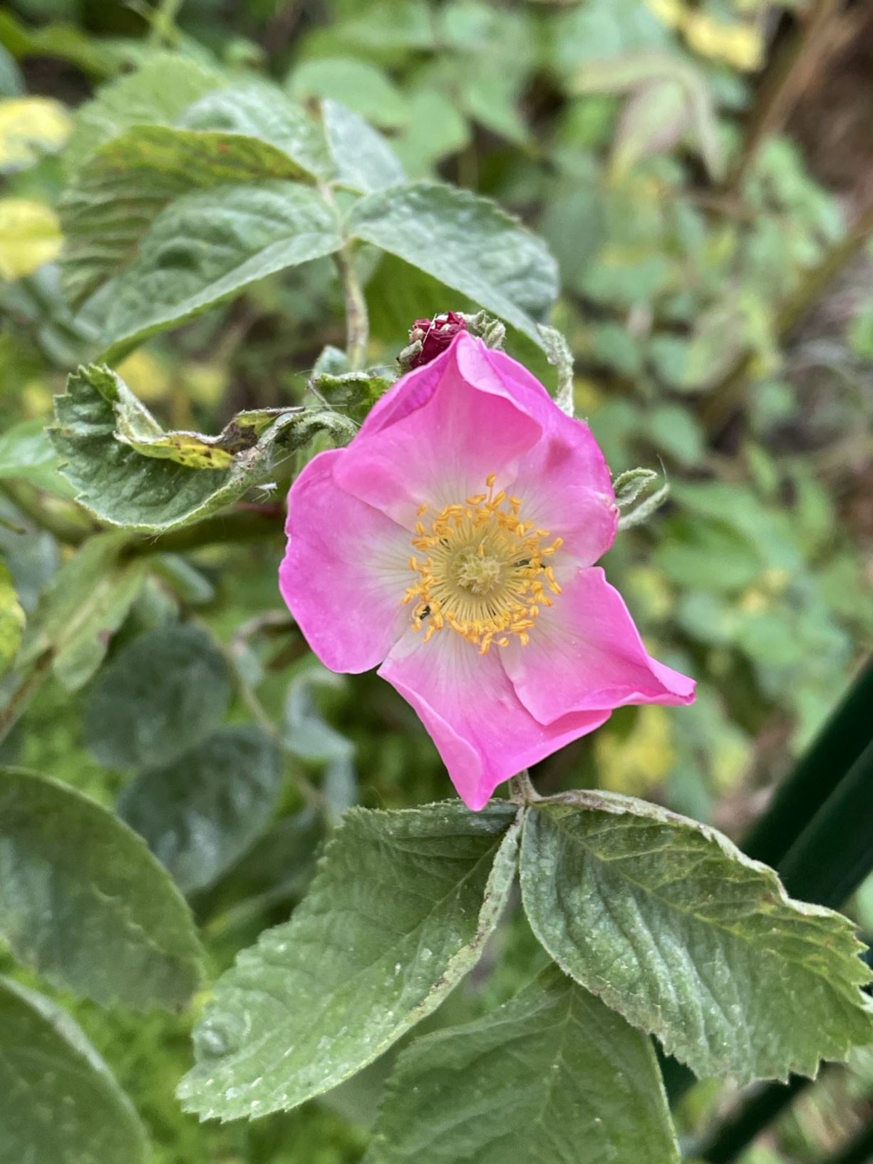Rosa villosa - Viltroos, bottelroos, Apple Rose