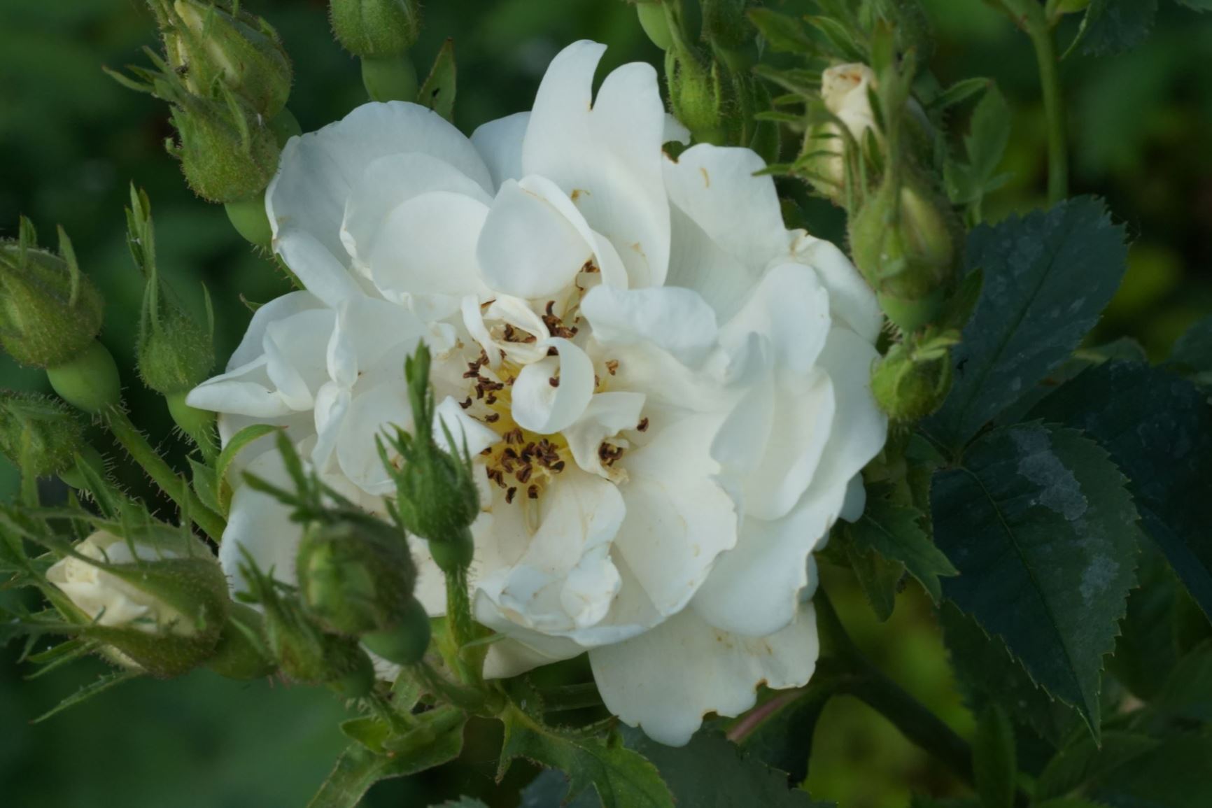 Rosa × alba 'Maxima' - Jacobietenroos, Jacobite Rose, White Rose of York, Great Double White, Chesshire Rose