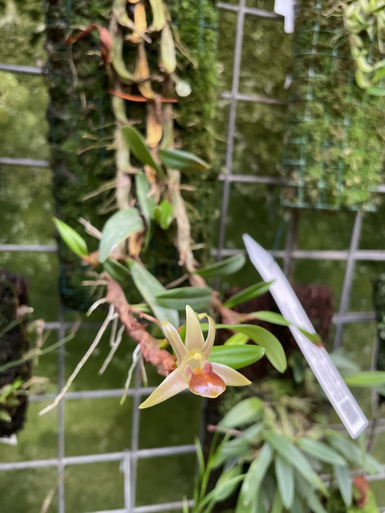 Dendrobium nakaharae
