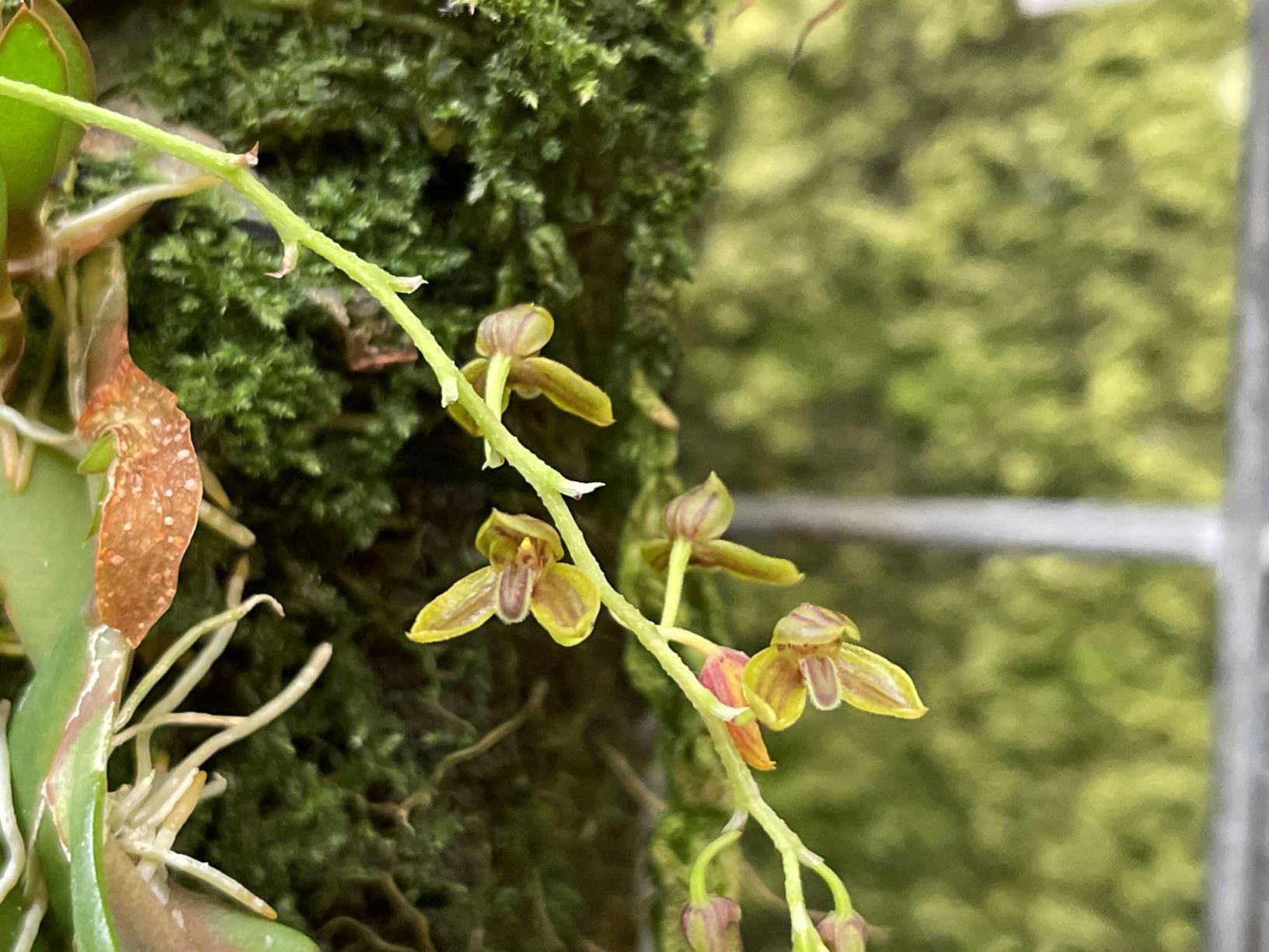 Bulbophyllum orbiculare subsp. cassideum