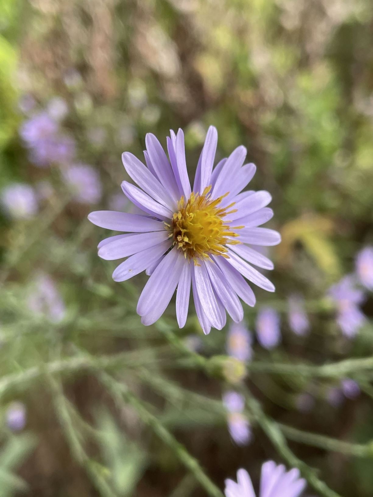 Symphyotrichum laeve - Gladde aster, smooth aster, delicate michaelmas daisy, glatte Aster