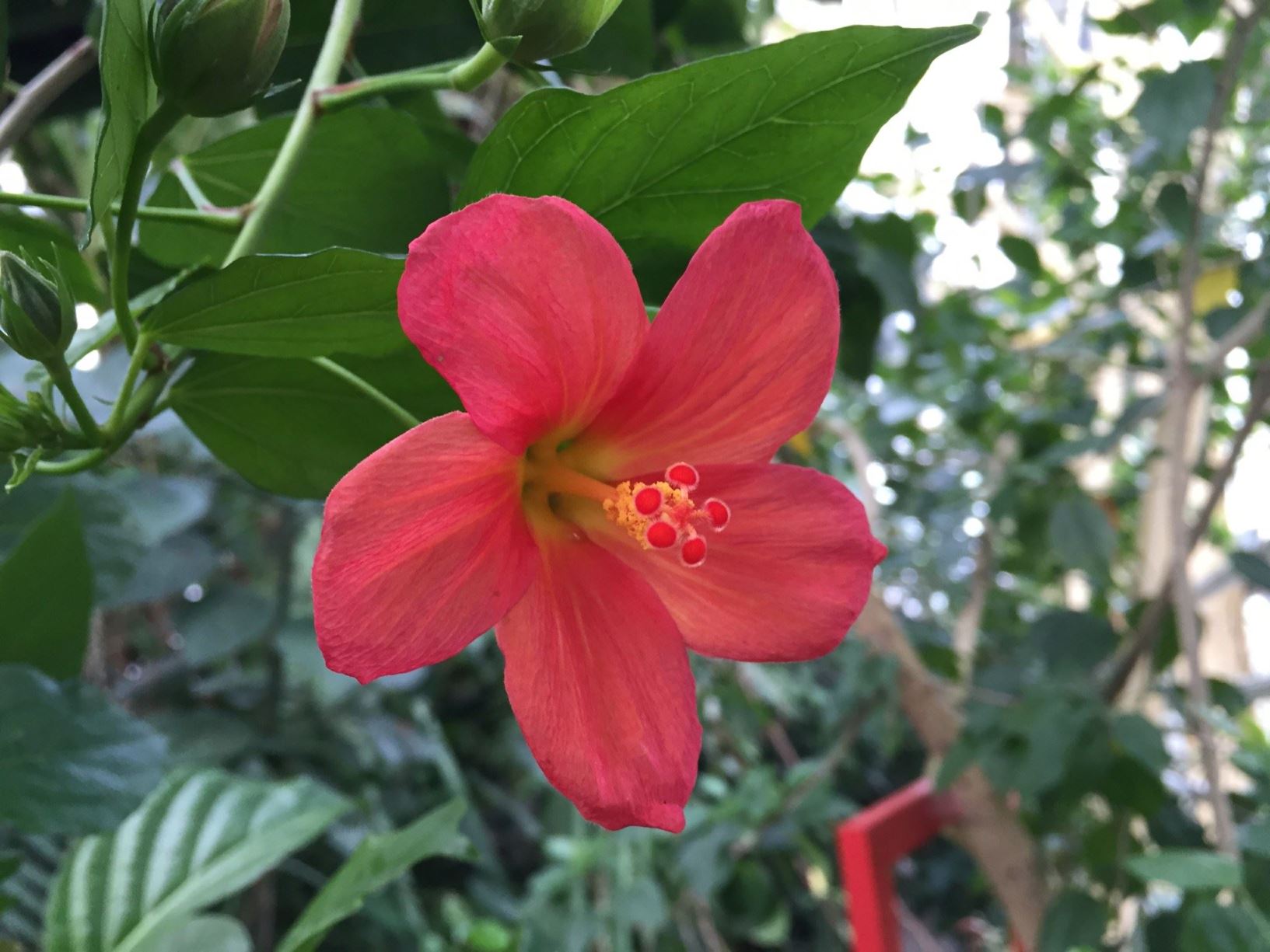Hibiscus boryanus - Mascareense Chinese roos, Foulsapate marron, Mahot bâtard