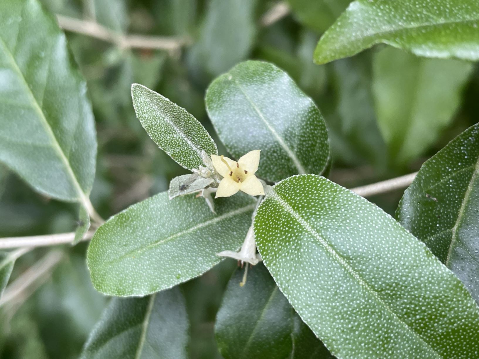 Elaeagnus angustifolia - Smalle olijfwilg, Oleaster, arbre du paradis, olivier de Bohême