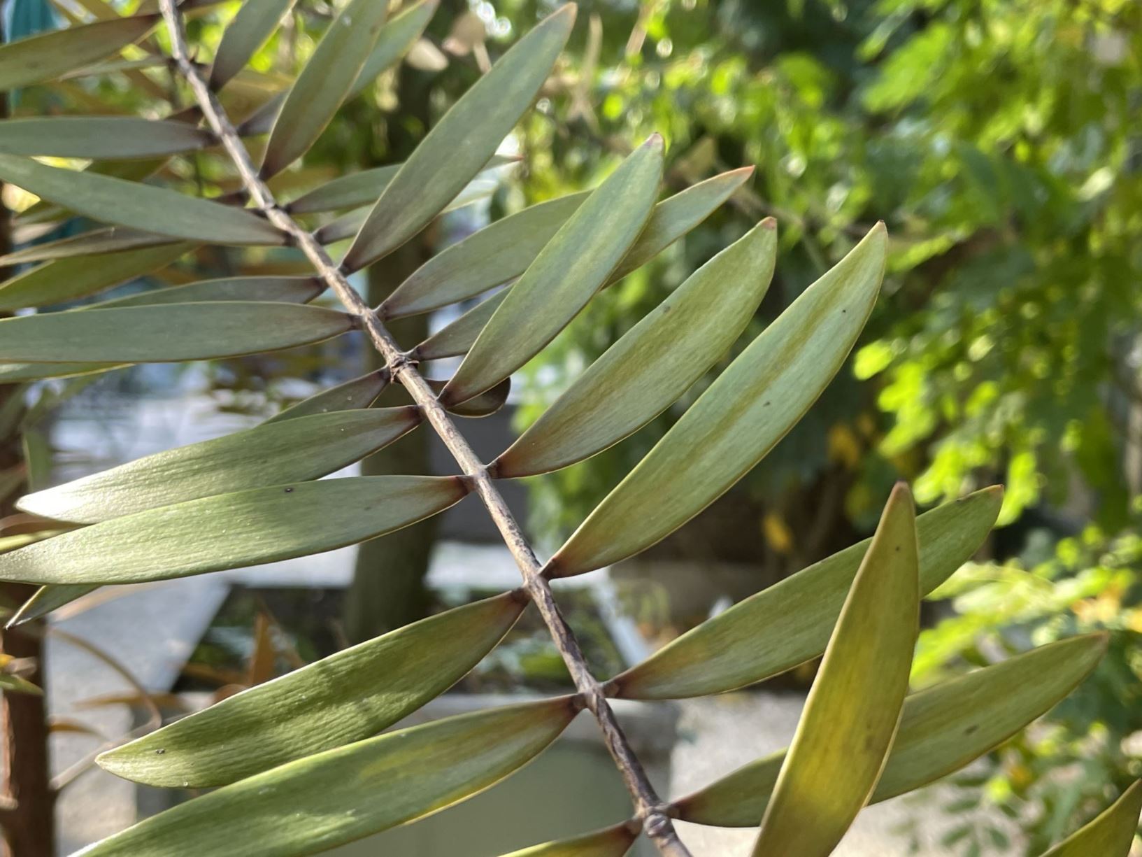 Agathis australis - Kauri, Kauri pine