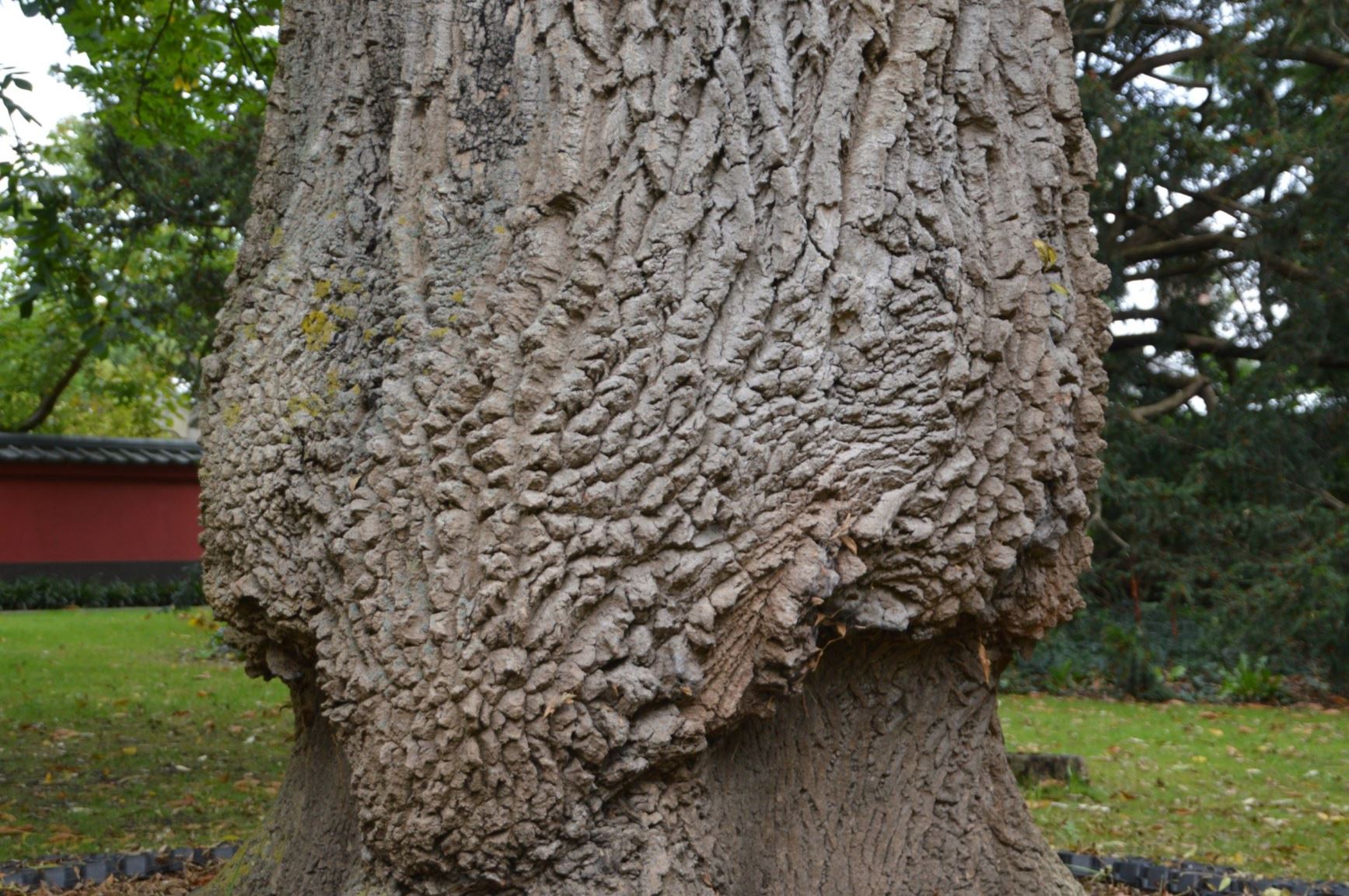 Fraxinus angustifolia - Smalbladige es, Narrow-leaved ash