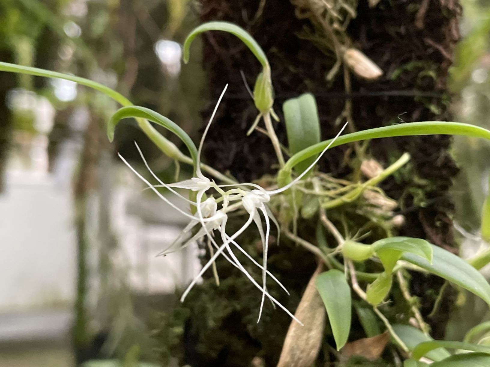 Bulbophyllum trifilum