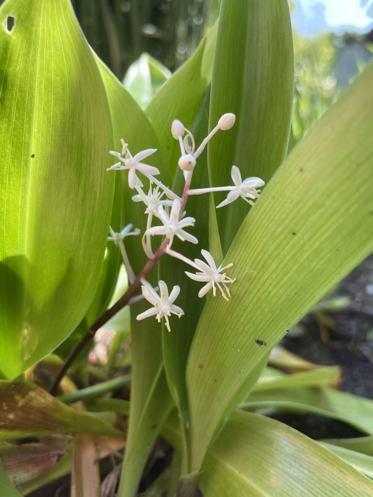 Speirantha gardenii - False lily-of-the-valley, 白穗花 bai sui hua