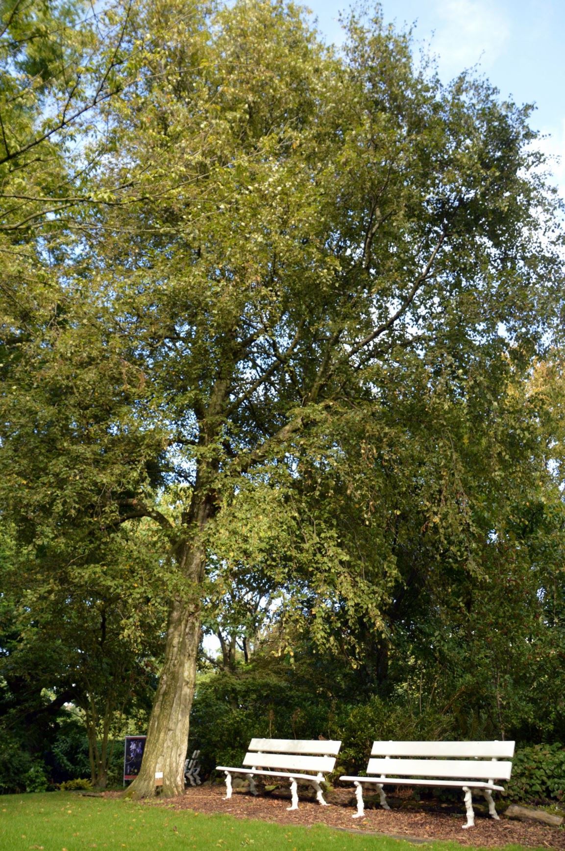 Betula corylifolia - Berk