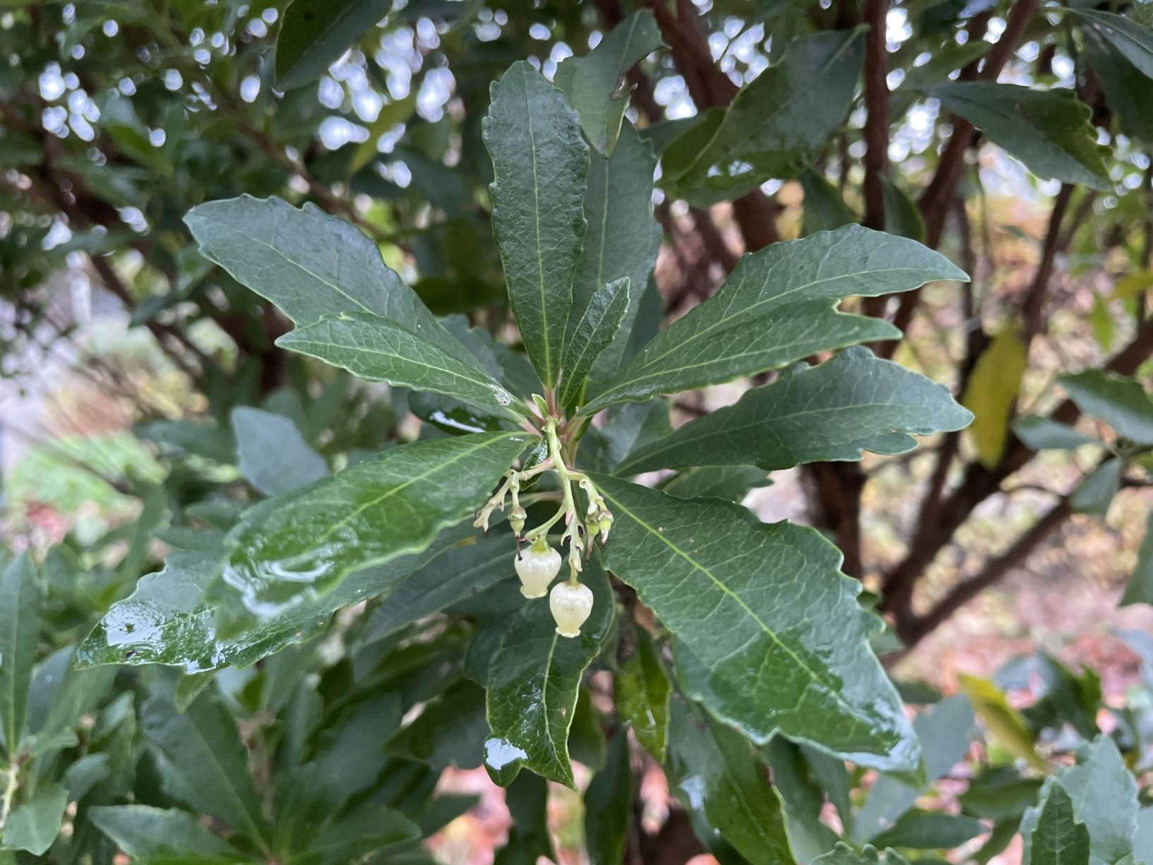 Arbutus unedo 'Quercifolia' - Aardbeiboom, Strawberry tree