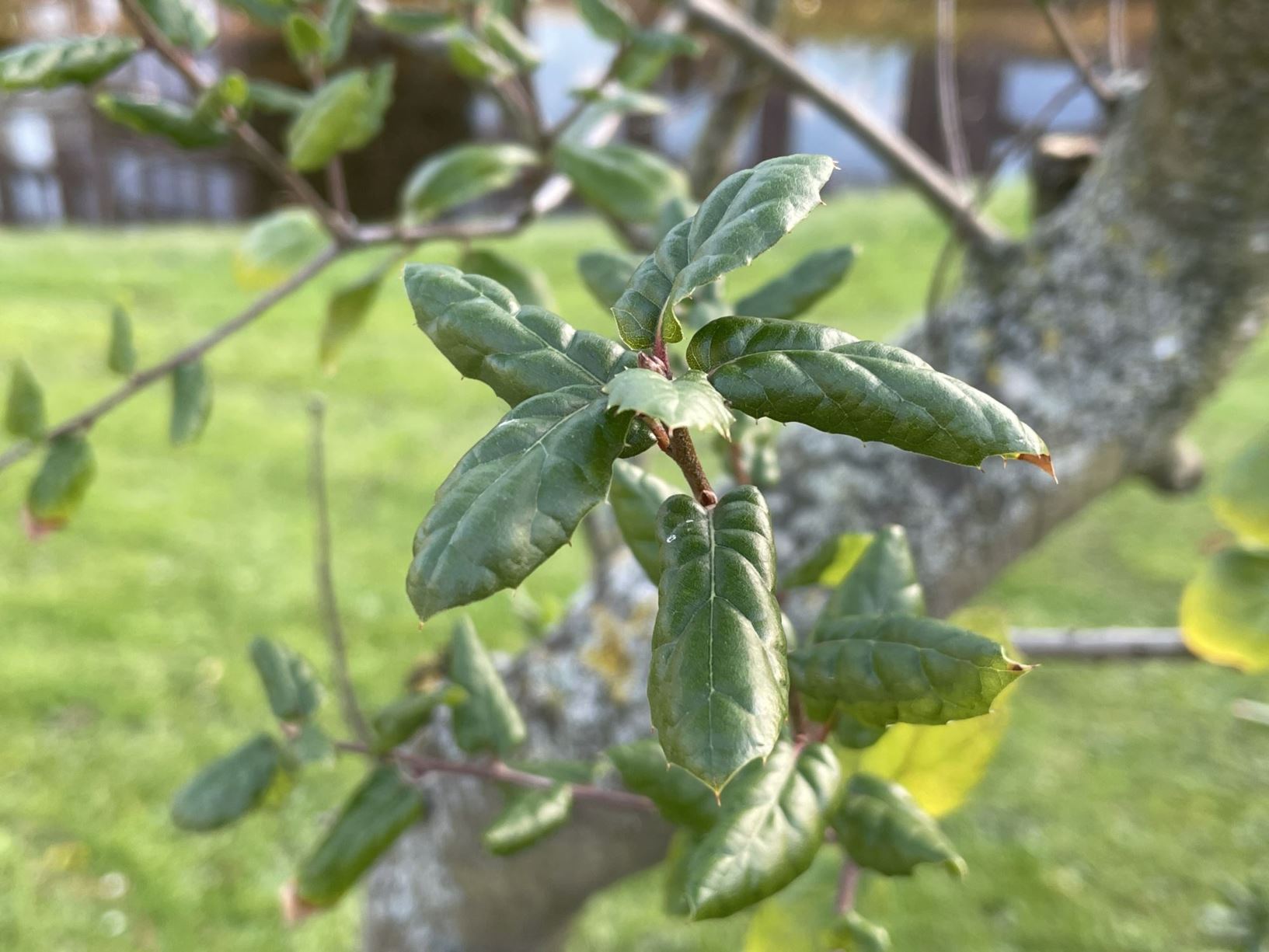 Quercus agrifolia - Californische hulsteik, Encina live oak, chêne vert de Californie