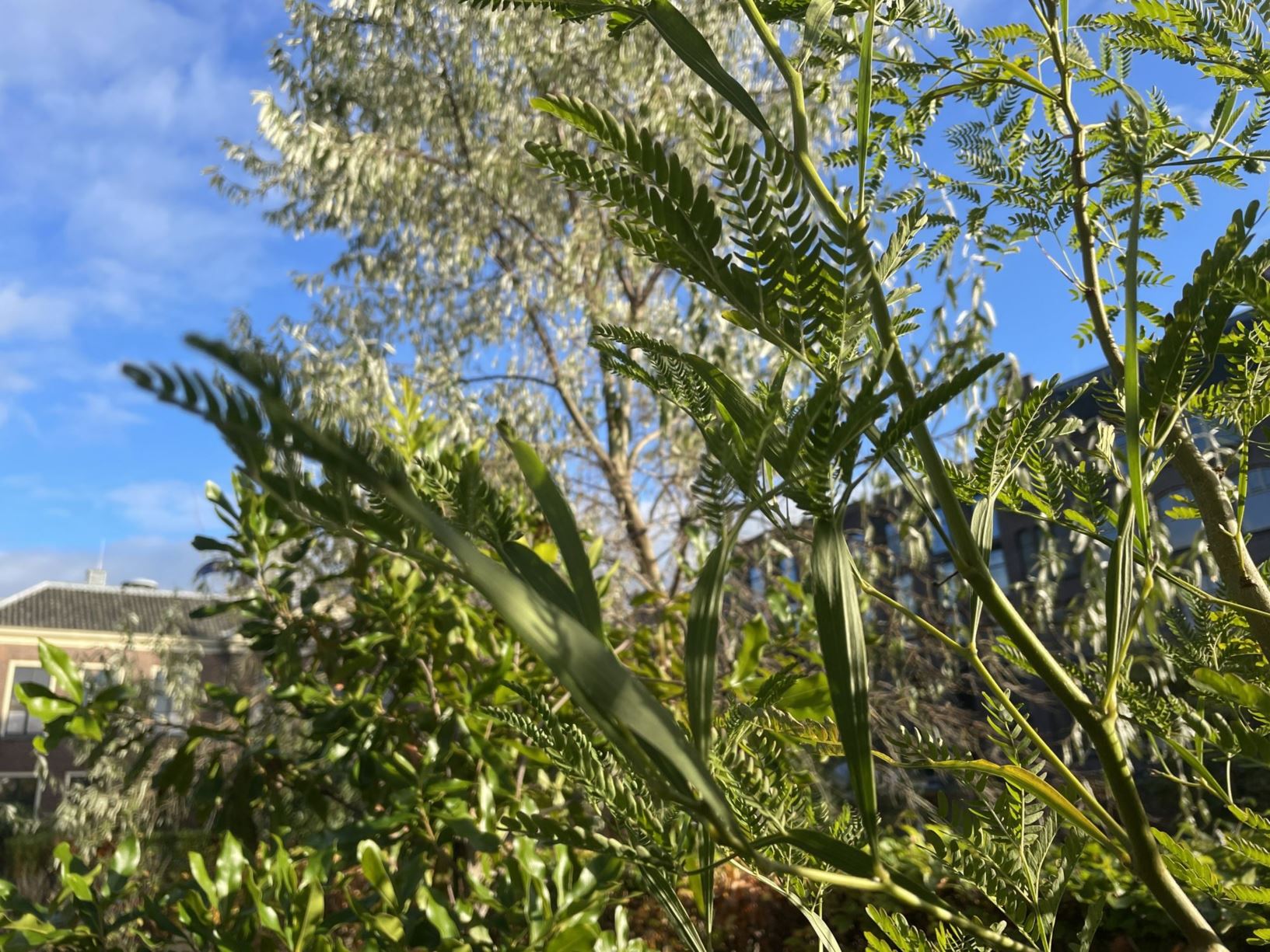 Acacia heterophylla - Highland tamarind