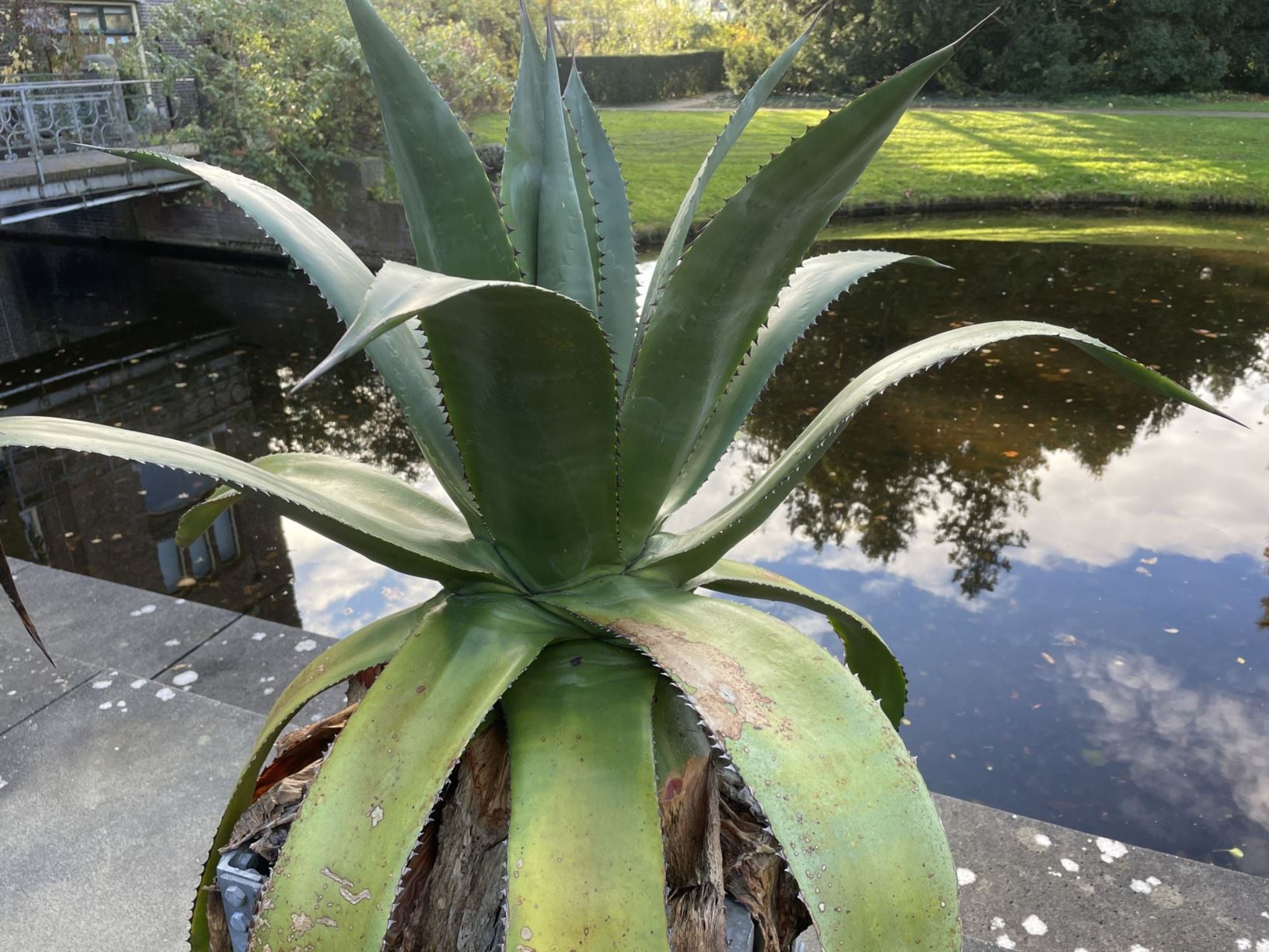 Agave atrovirens - metl, Maguey