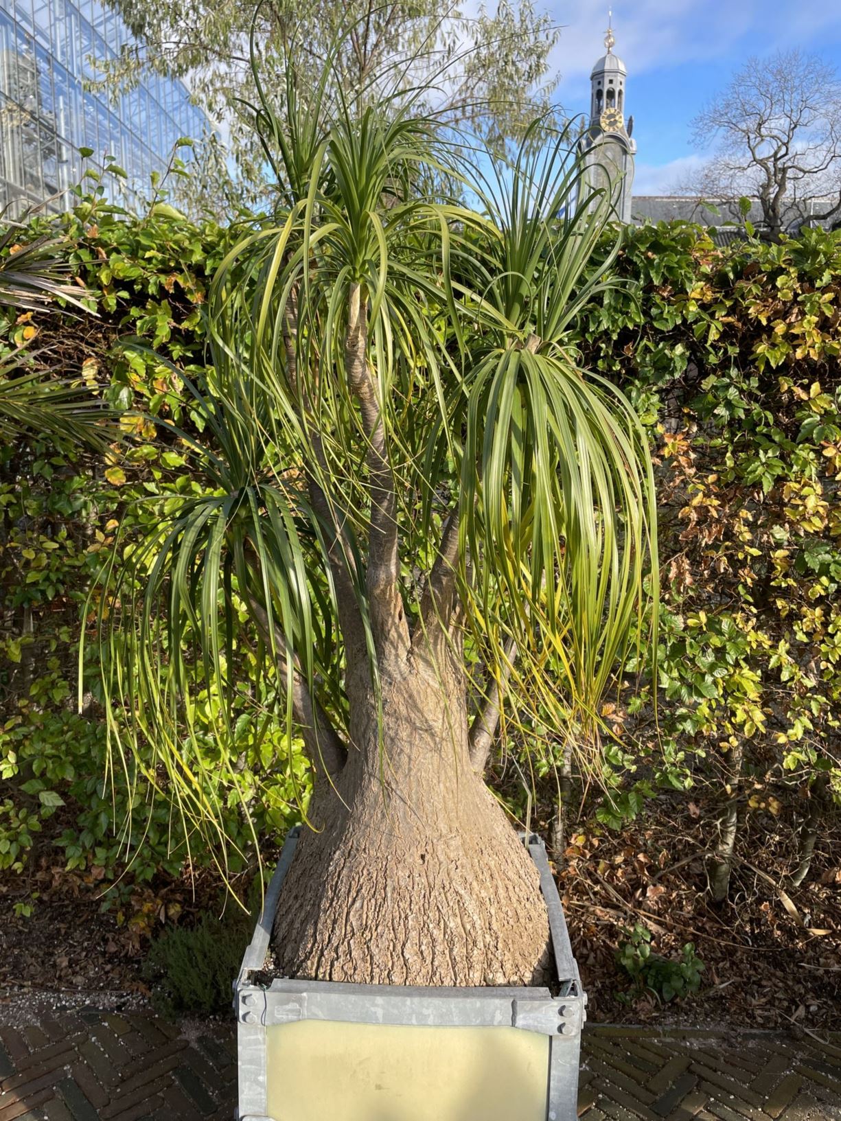 Beaucarnea recurvata - Olifantspoot, Bottle palm, Elephant foot tree, Pony tail