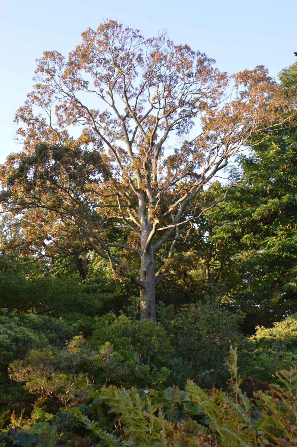 Acer pseudoplatanus 'Purpureum' - Gewone esdoorn