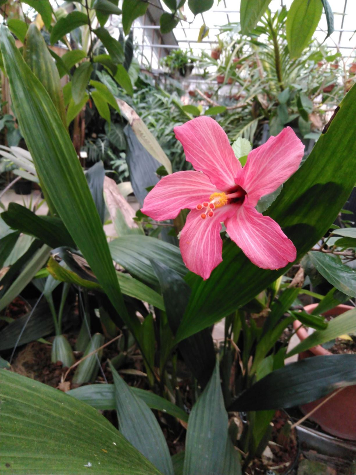 Hibiscus fragilis - Mandrinette