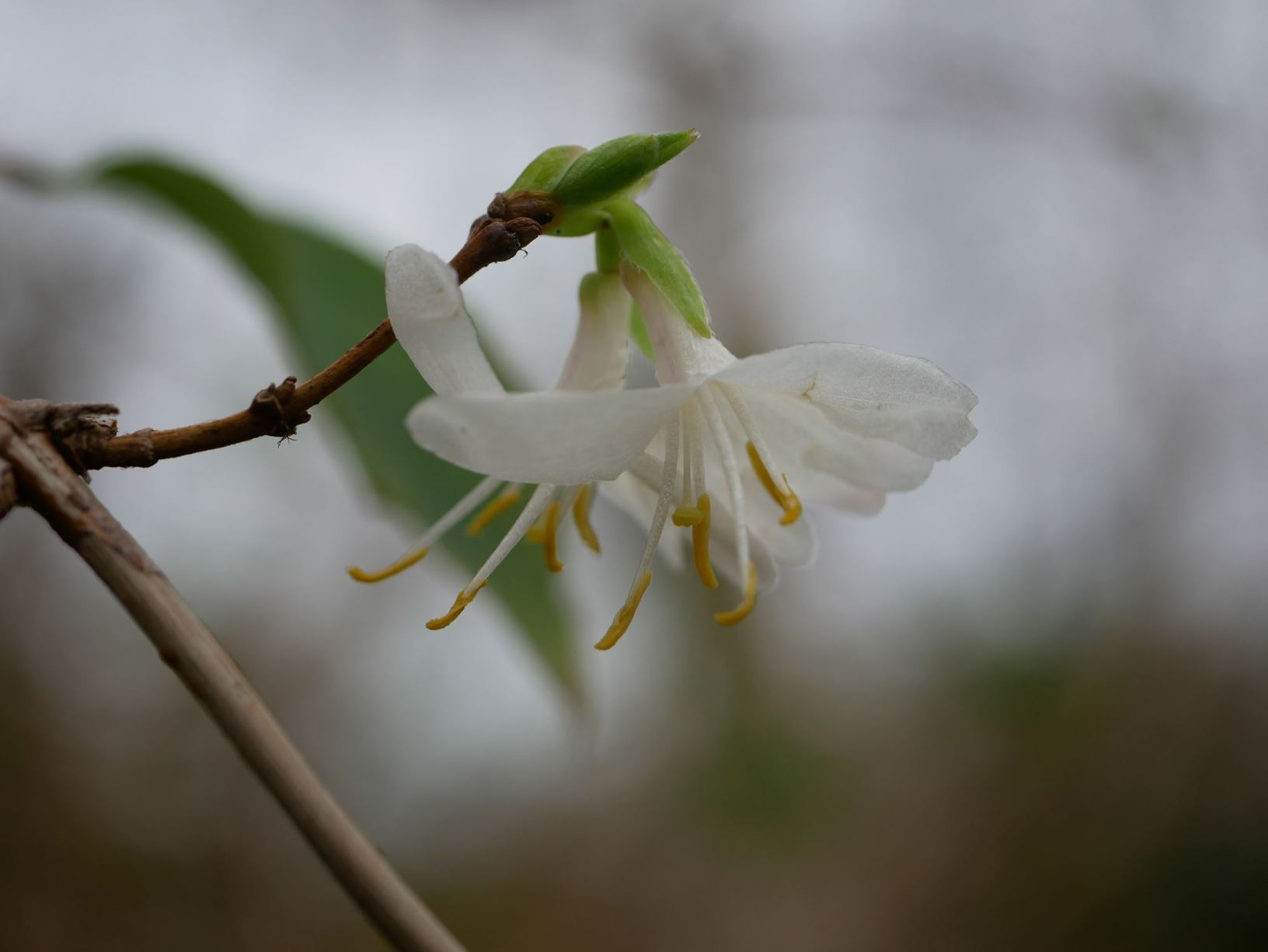Lonicera fragrantissima - Winterkamperfoelie, Winter honeysuckle