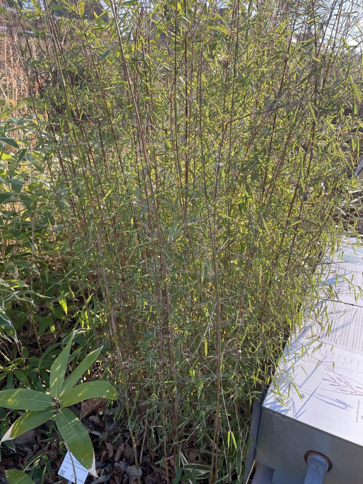 Fargesia spathacea - Chinese fountain bamboo, glossy-leaf china cane, 箭竹 jian zhu