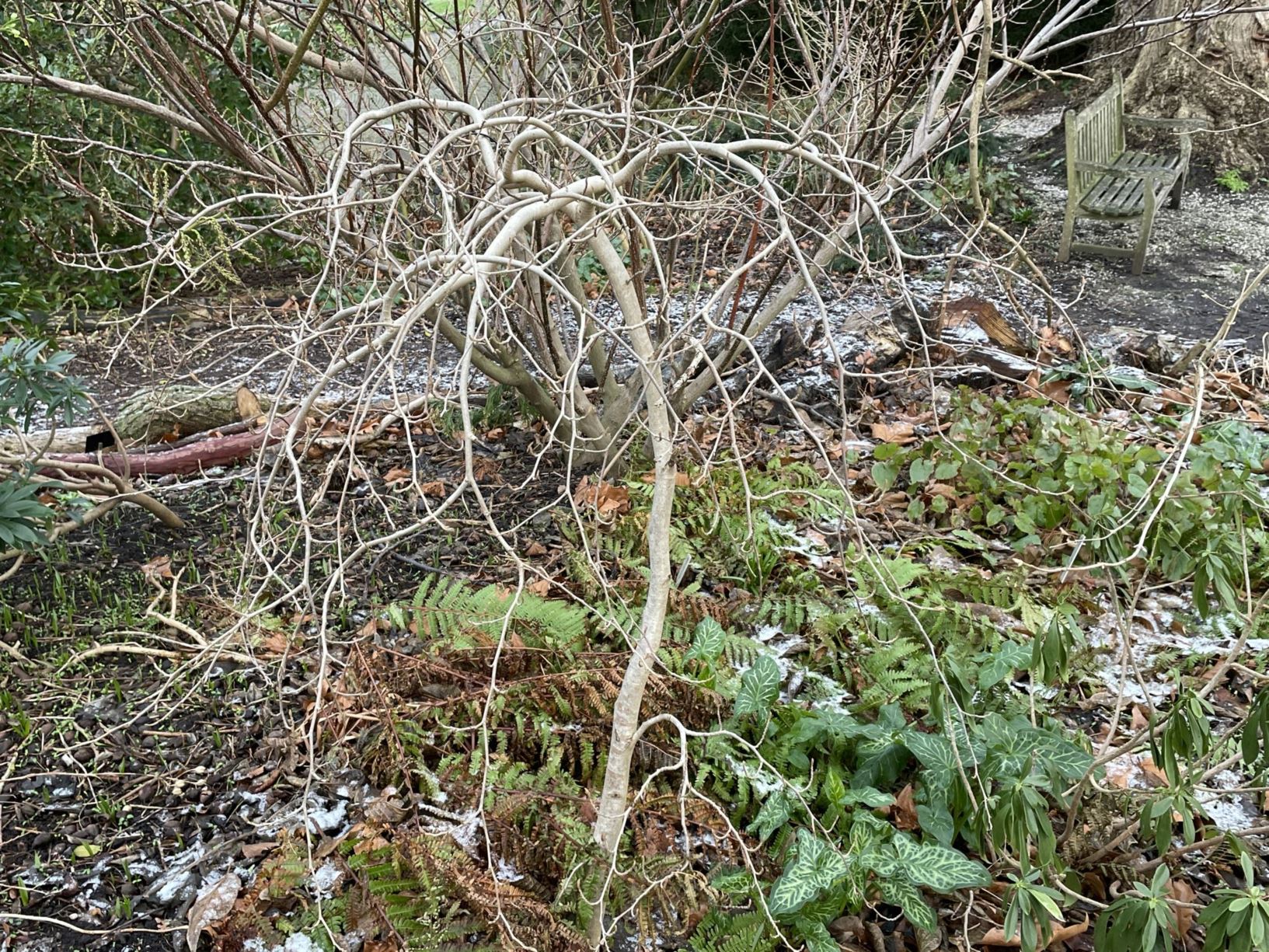 Hamamelis japonica 'Pendula' - Japanse toverhazelaar, Japanese witch-hazel