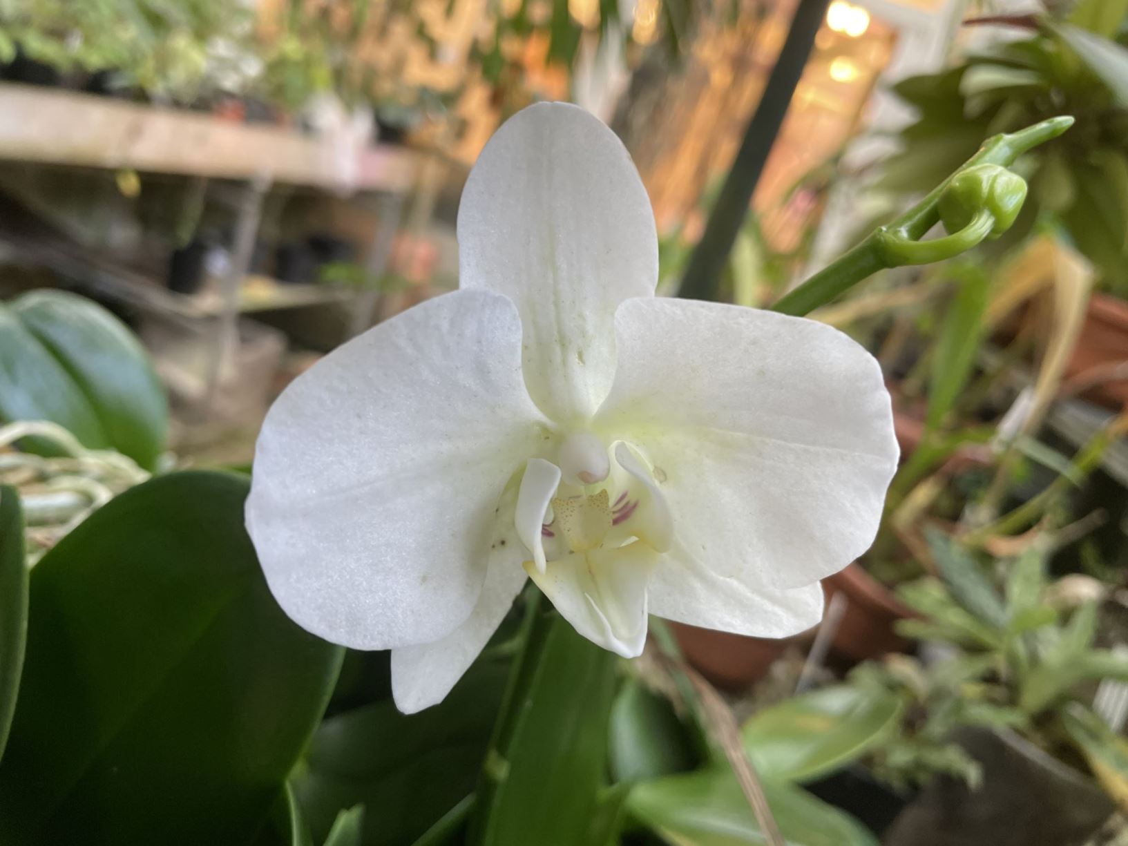 Phalaenopsis aphrodite - Aphrodite's moth orchid