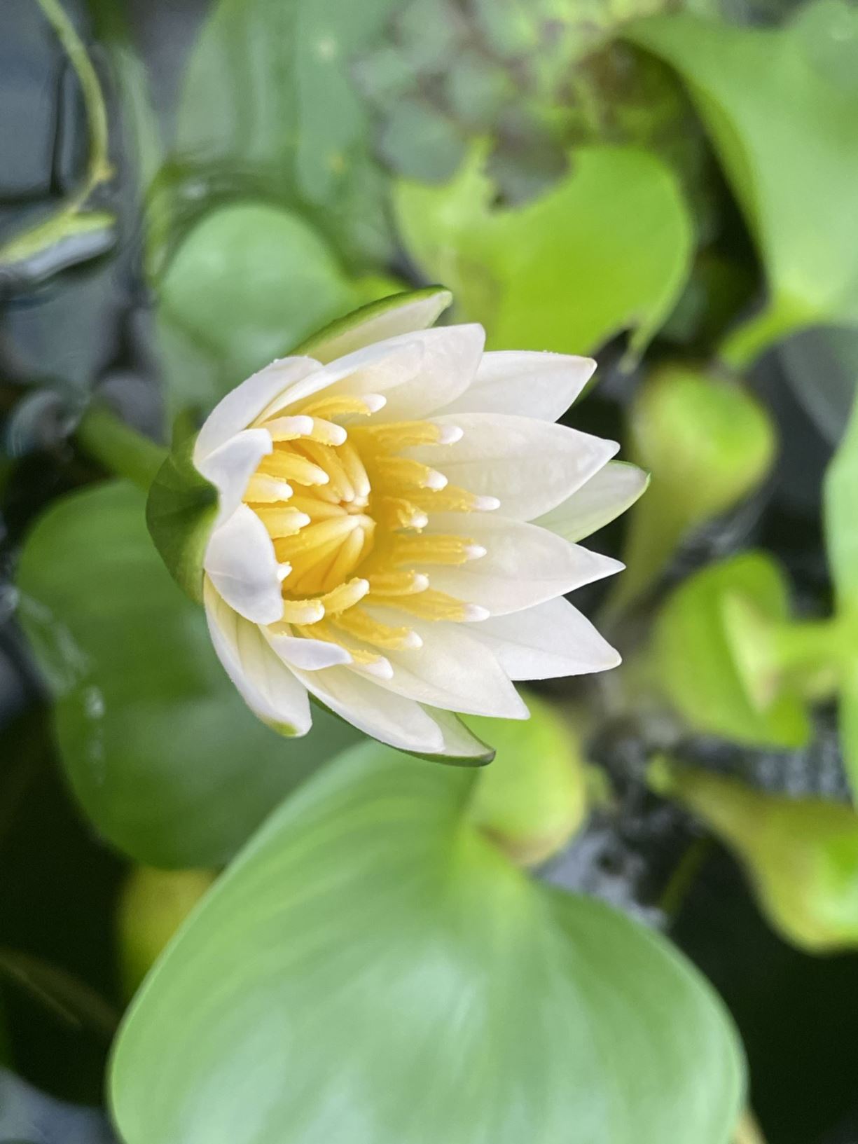 Nymphaea spec. - Waterlelie, Water lily
