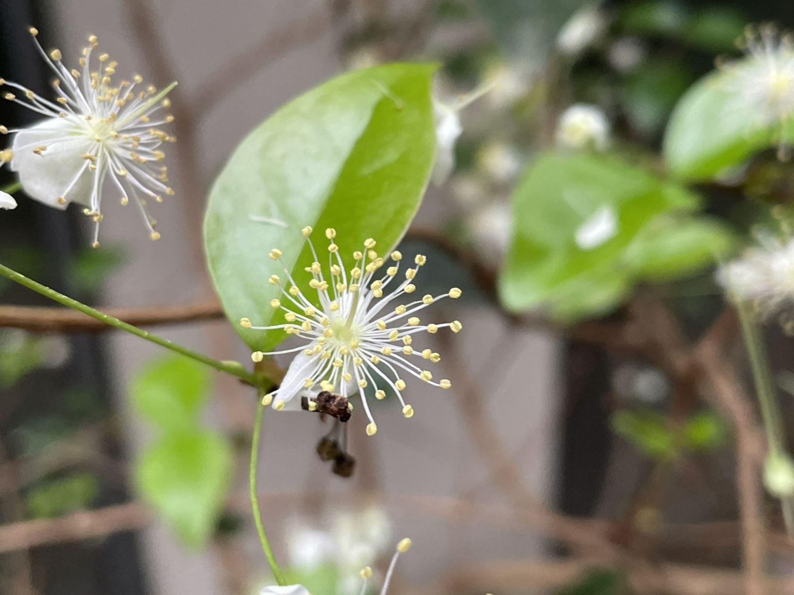 Eugenia uniflora - Surinaamse kers, Suriname cherry, Brazilian cherry, Cayenne cherry, cerisier carré, monkimonki kersie  ñangapirí