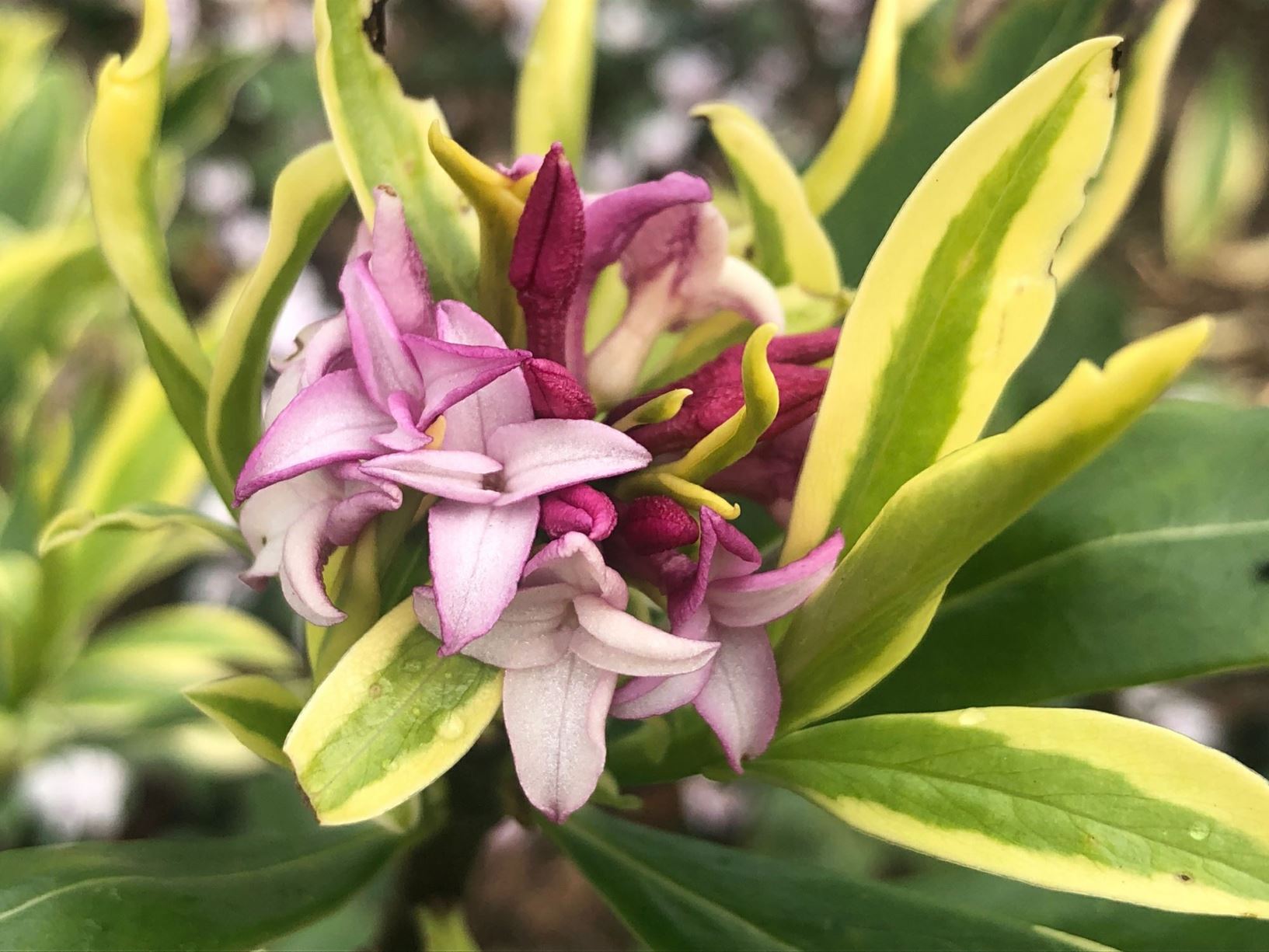 Daphne odora 'Aureomarginata' - Rozemarijn-peperboompje, Steenroosje, Garland flower, Rose daphne