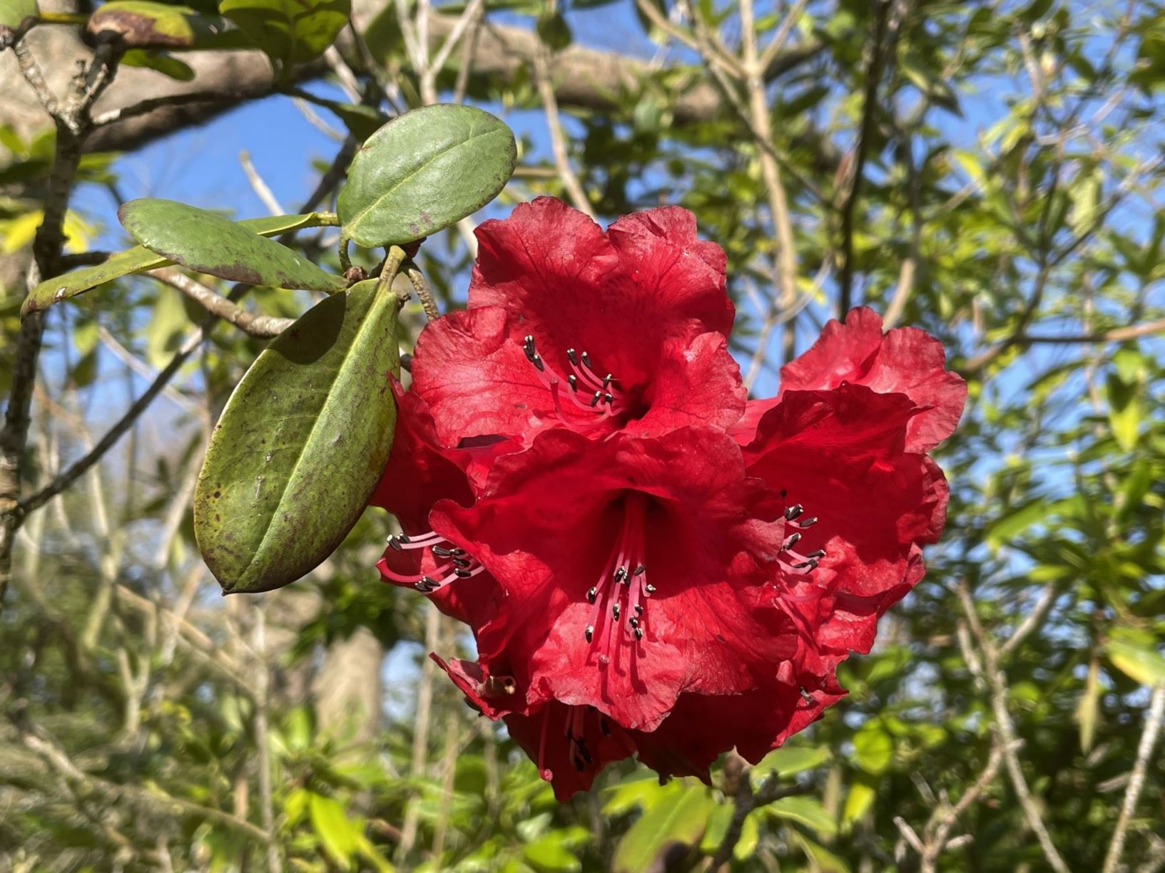 Rhododendron thomsonii - 半圆叶杜鹃  ban yuan ye du juan