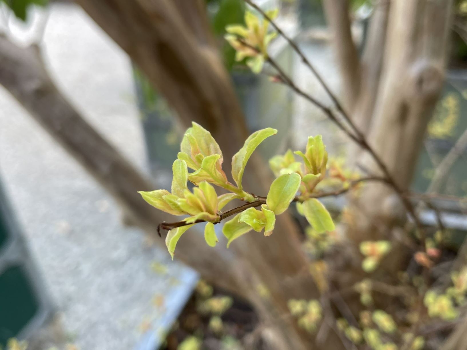 Lagerstroemia indica - Crape myrtle, Crepe flower