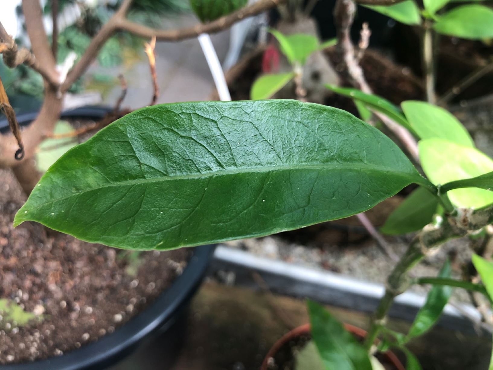 Hydnophytum radicans - Mierenplant, Ant plant
